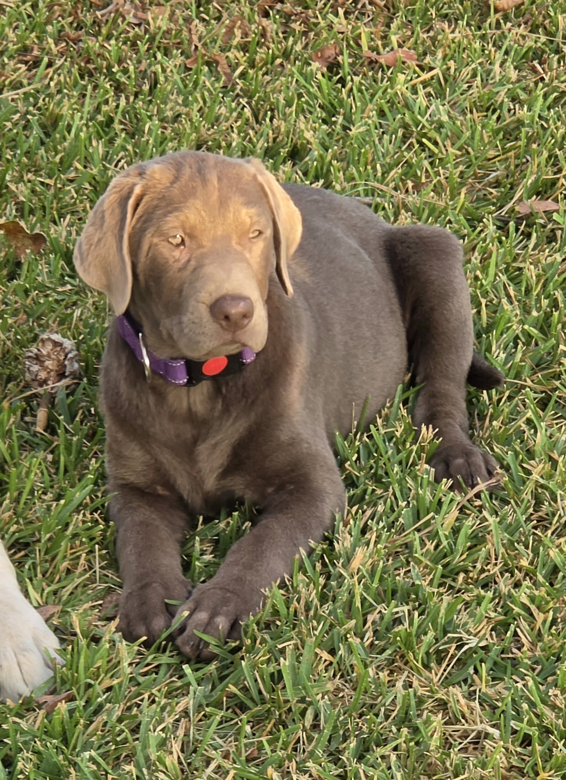 AKC Labrador Retriever Puppies image 6