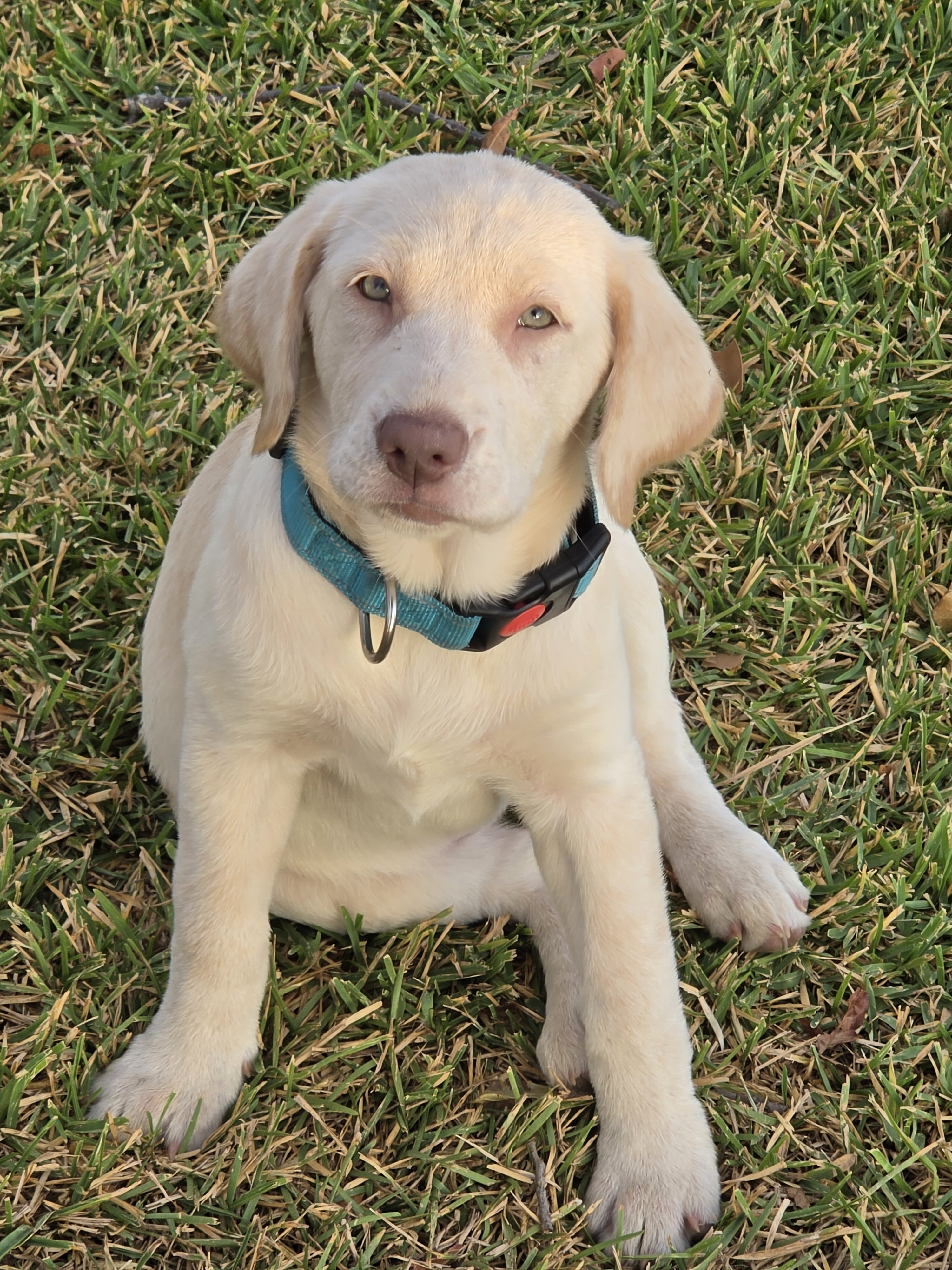AKC Labrador Retriever Puppies image 5