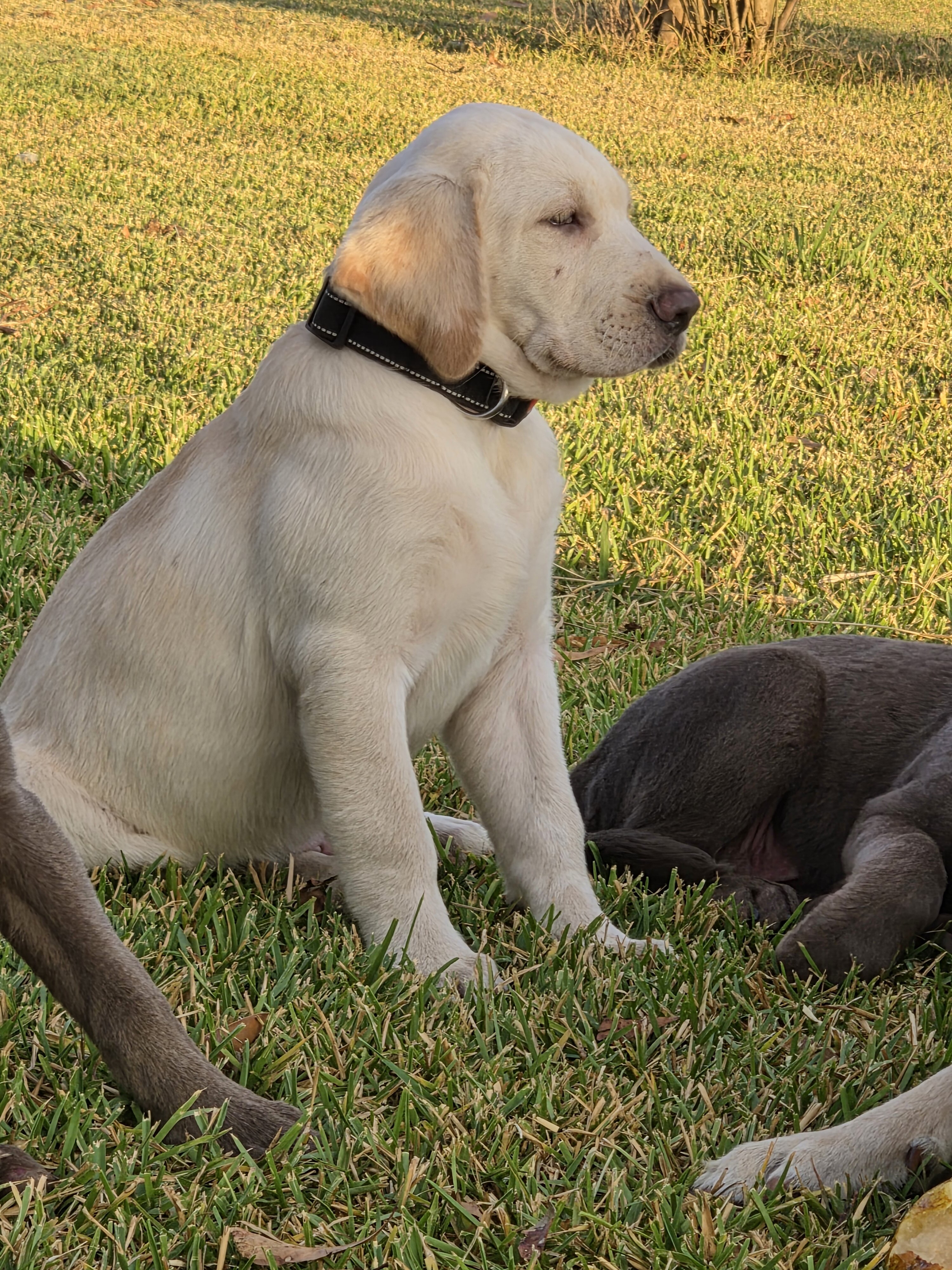 AKC Labrador Retriever Puppies image 2