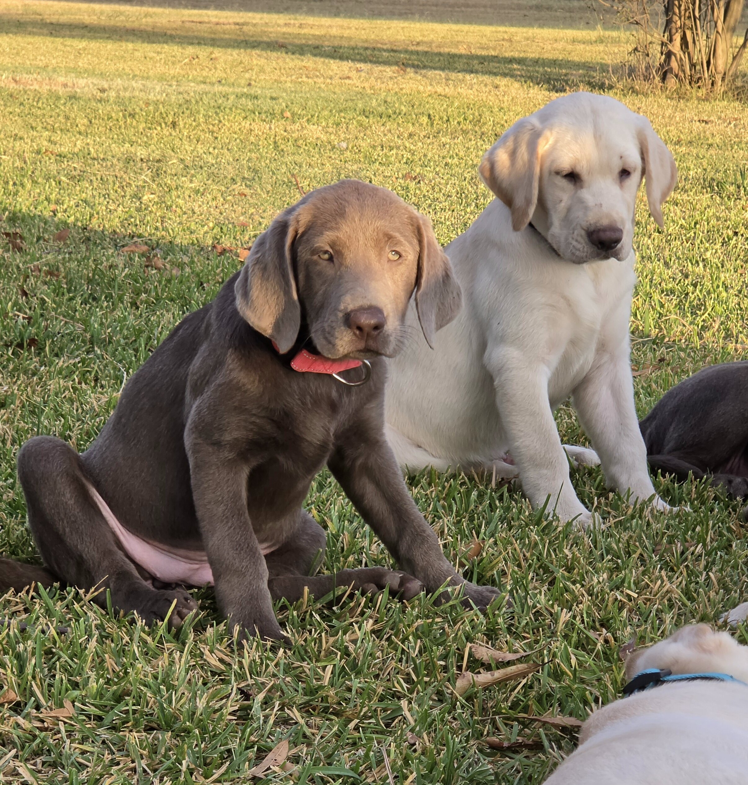 AKC Labrador Retriever Puppies image 3