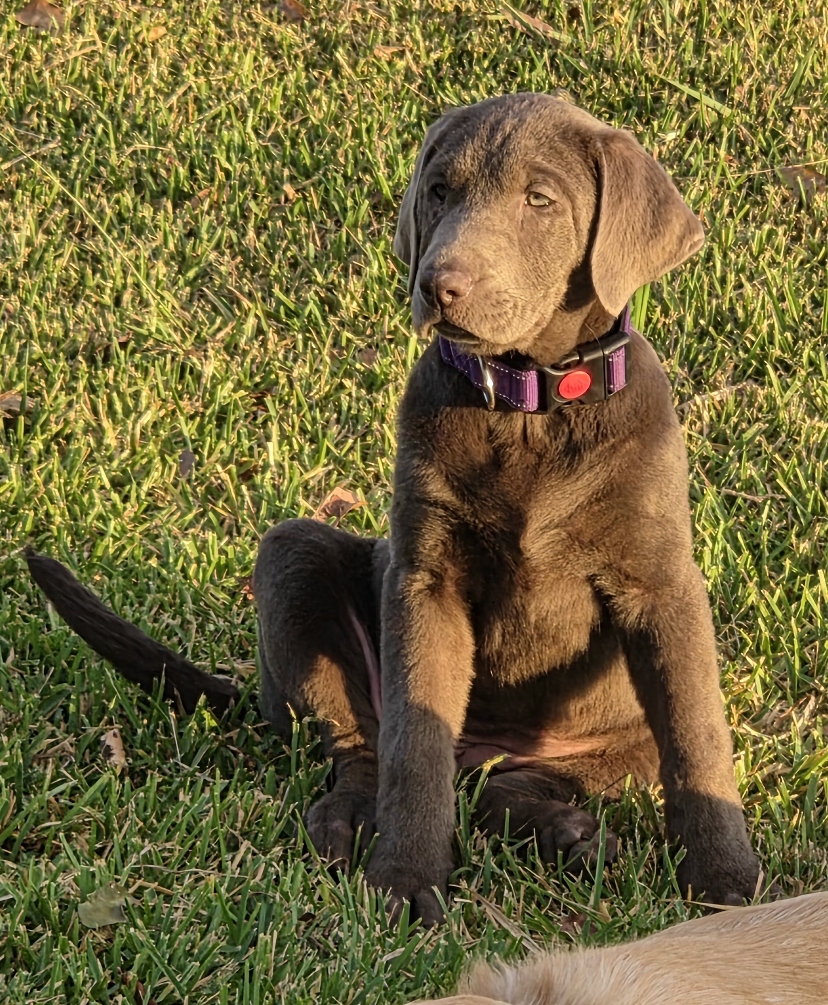 AKC Labrador Retriever Puppies image 4
