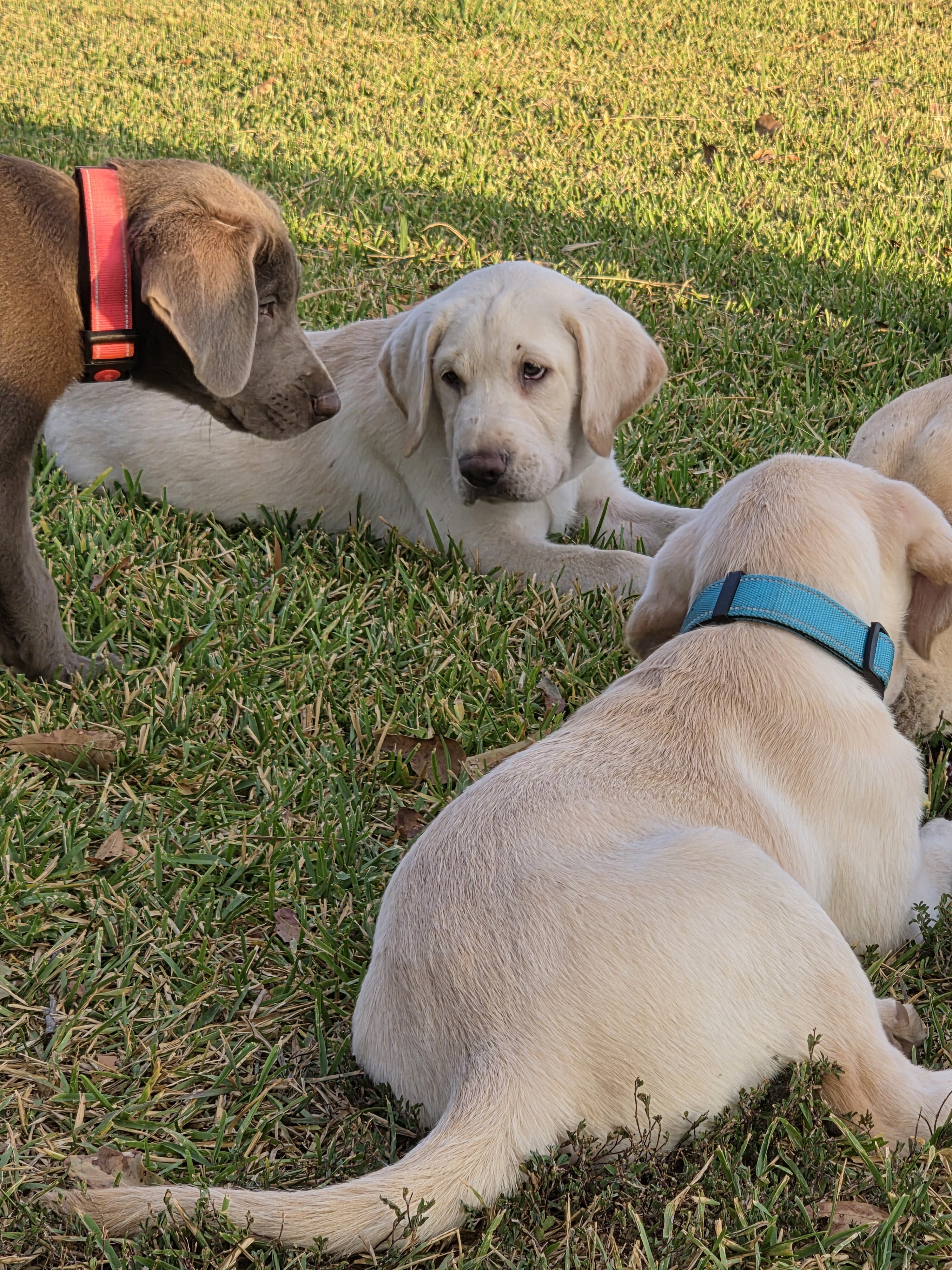AKC Labrador Retriever Puppies image 1