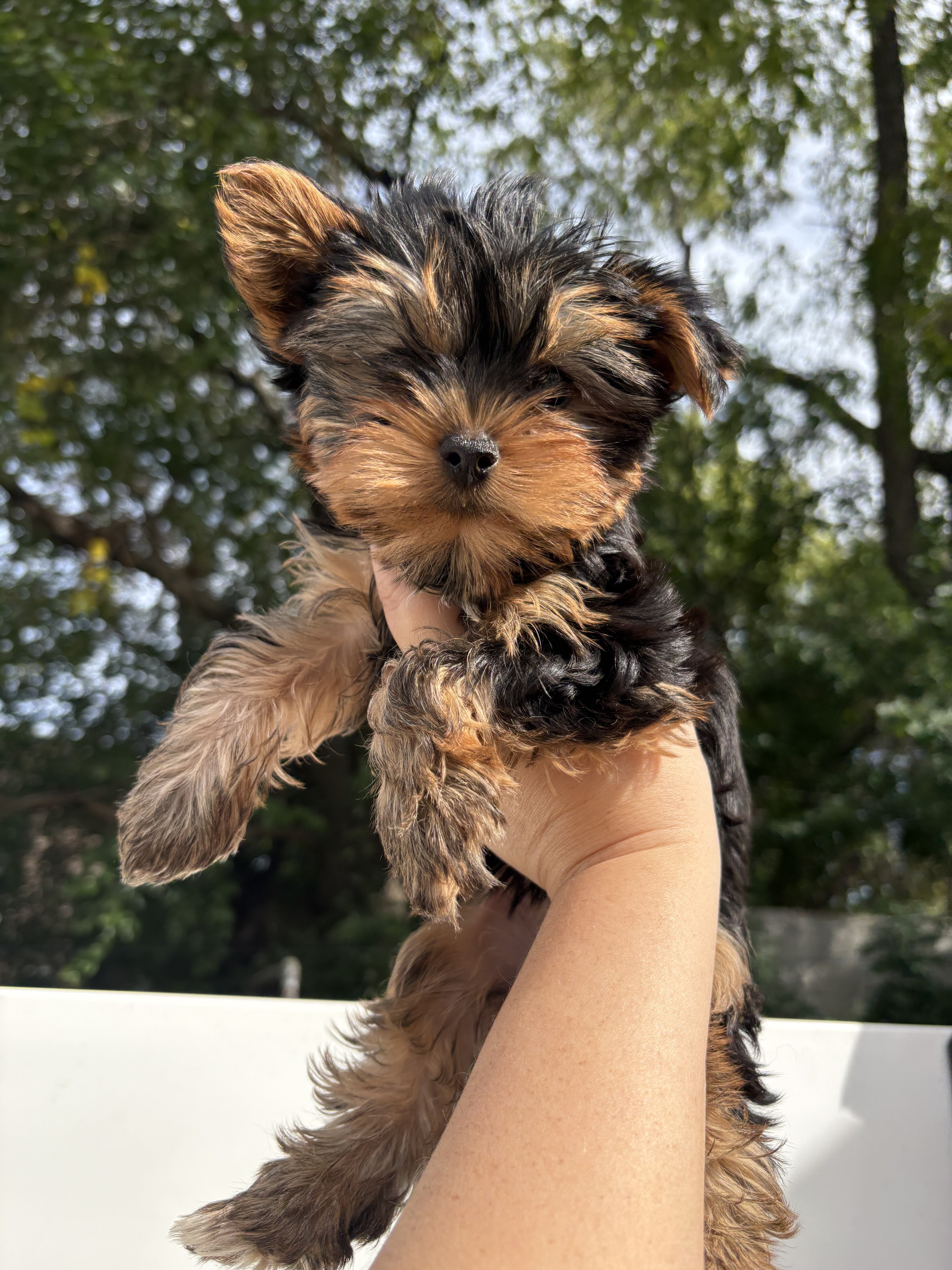 Yorkie image 3