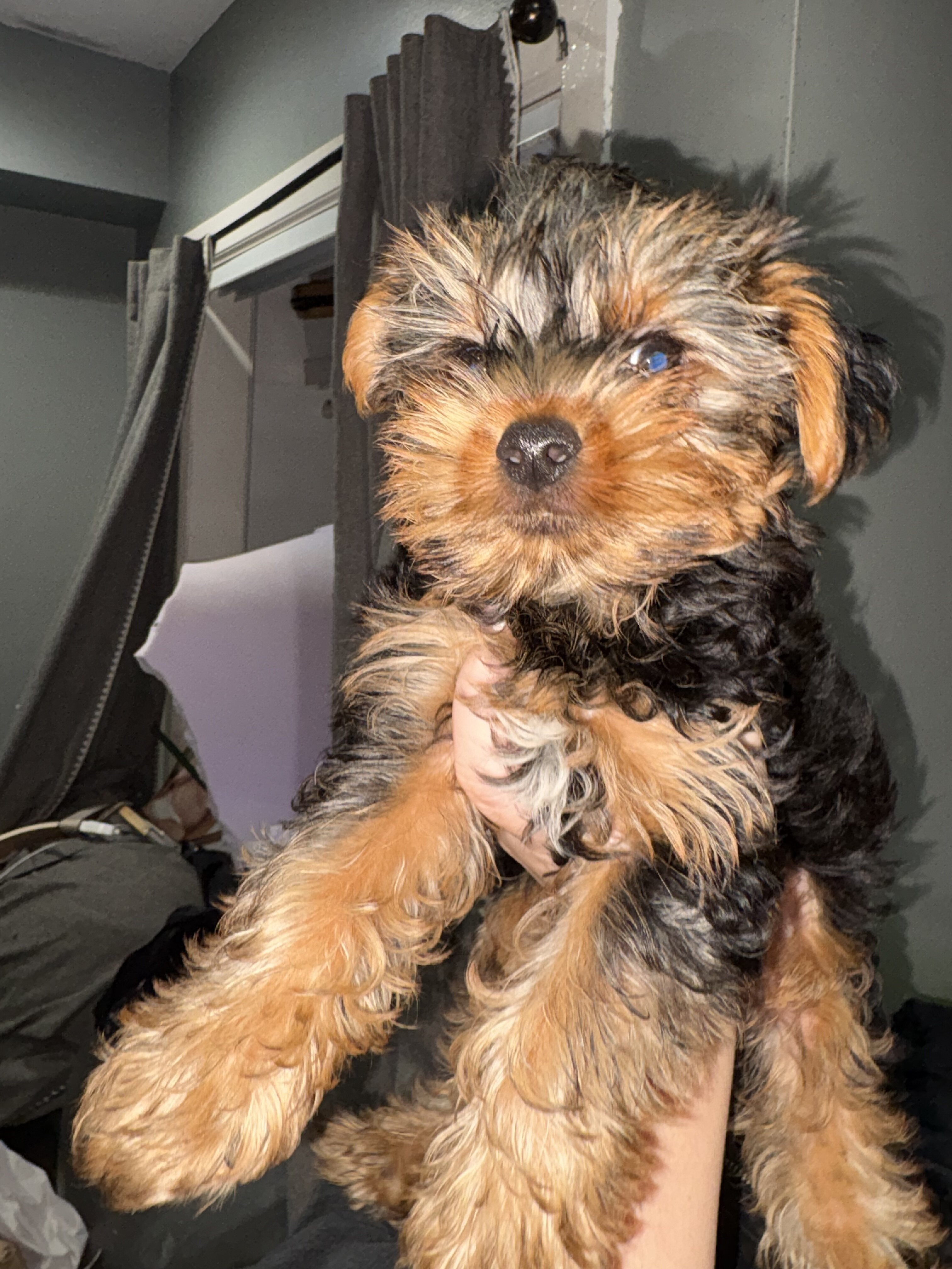 Yorkie image 2