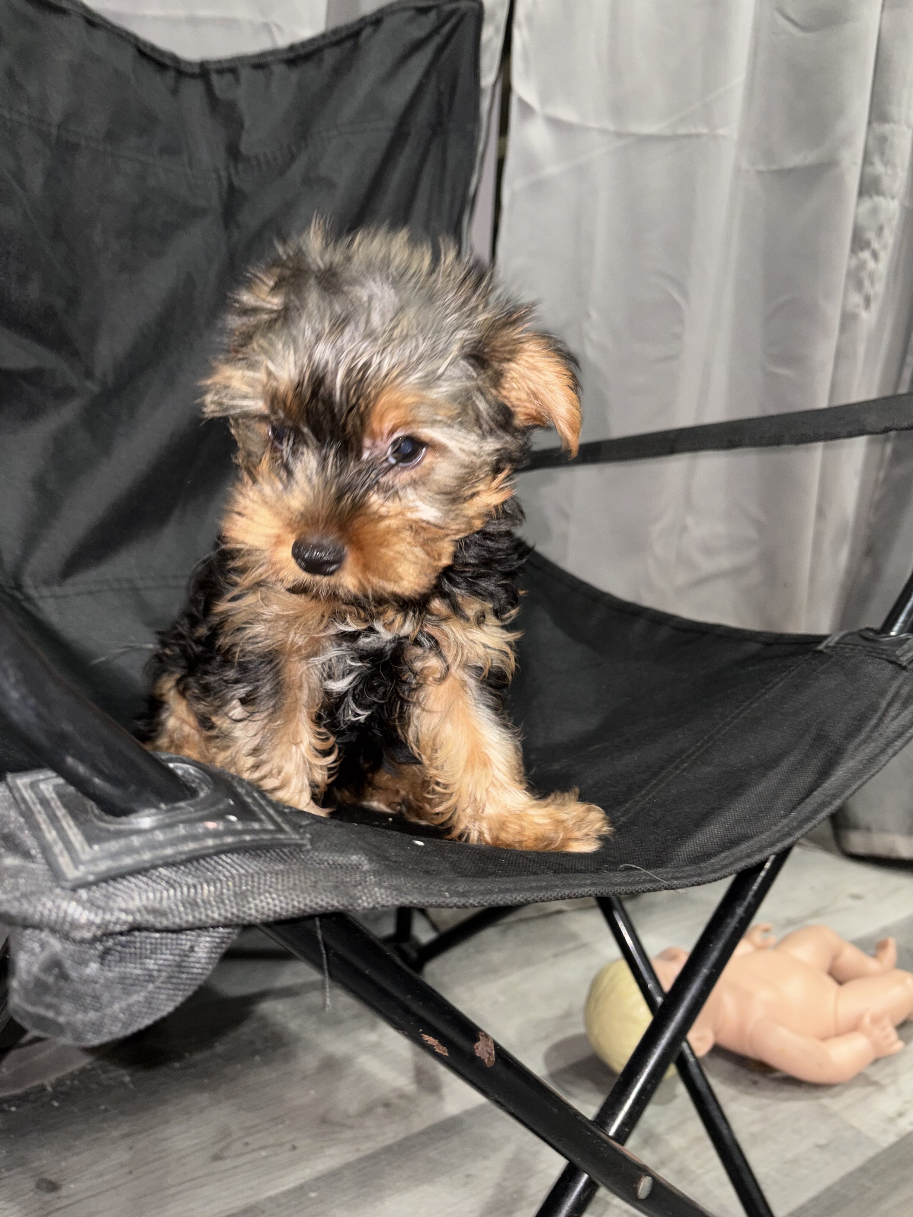 Yorkie image 1
