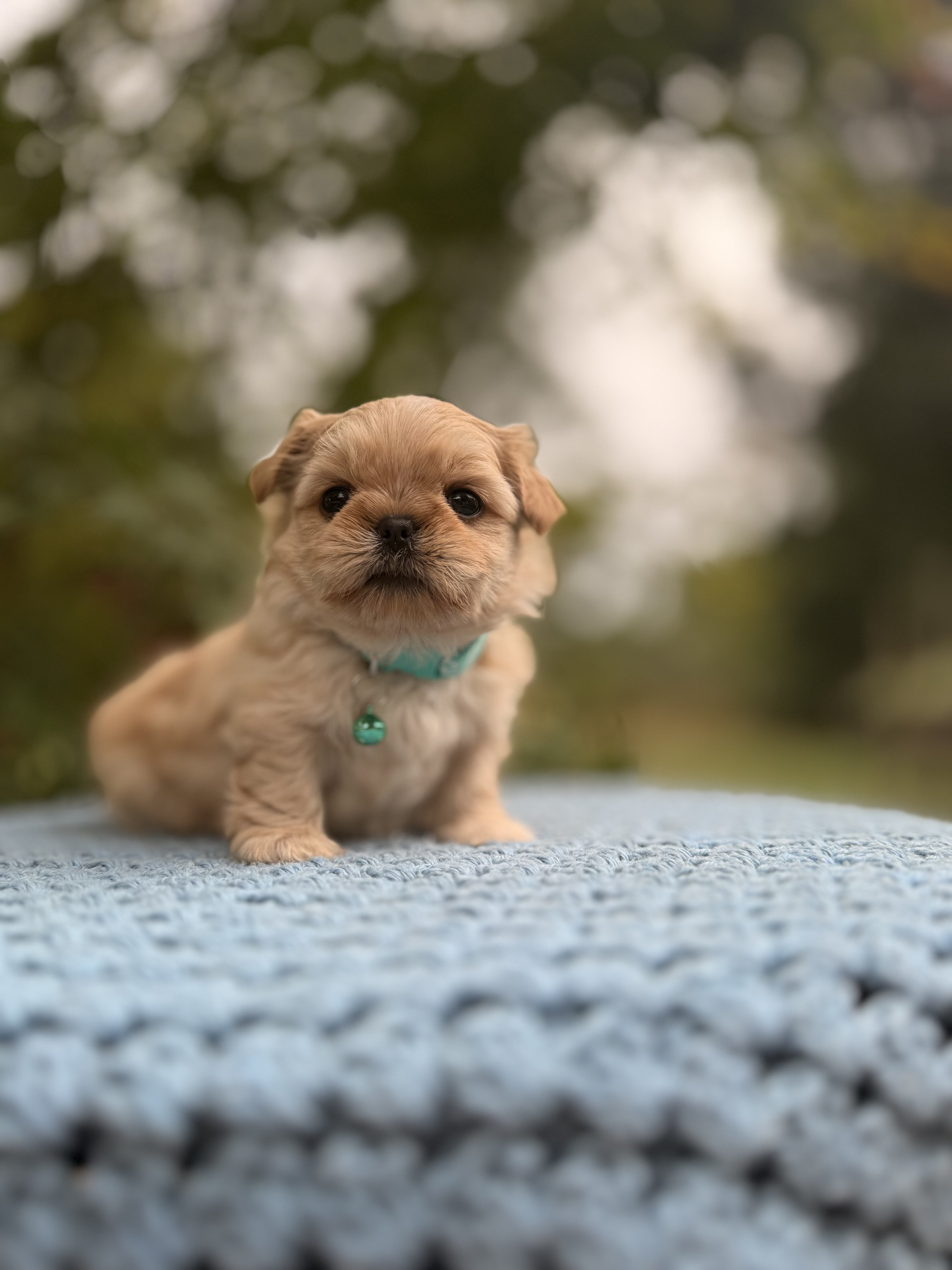 Male ShihTzu image 1