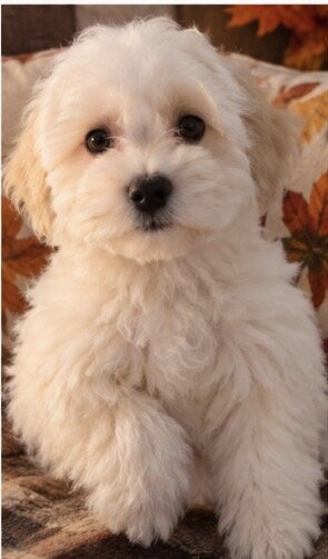 Maltipoo mix puppy image 4