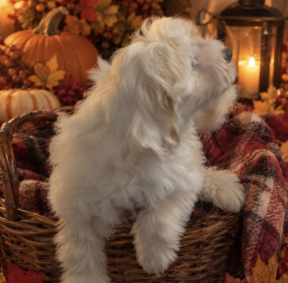 Maltipoo mix puppy image 3