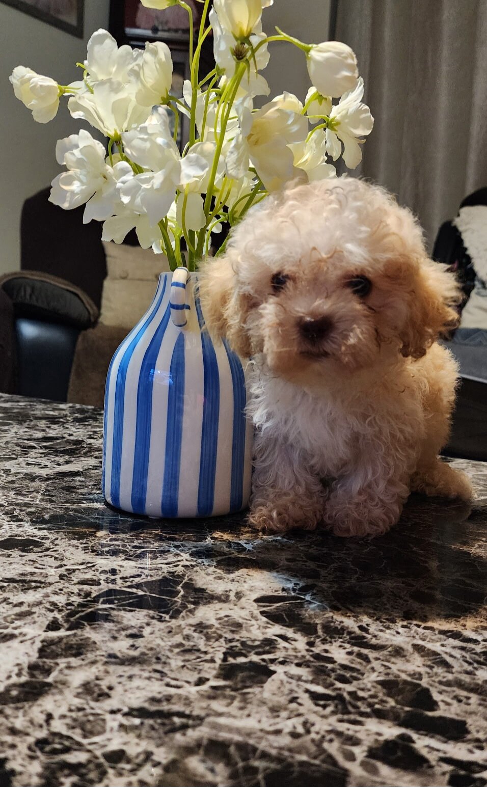 Male maltipoo pups image 3