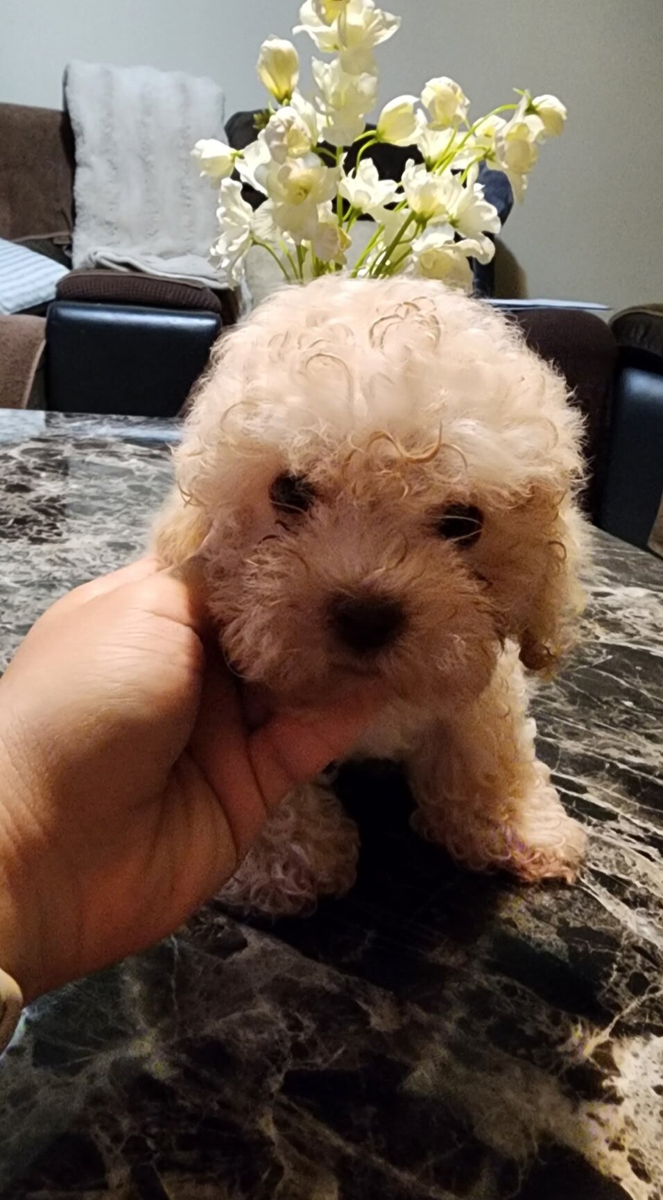 Male maltipoo pups image 1