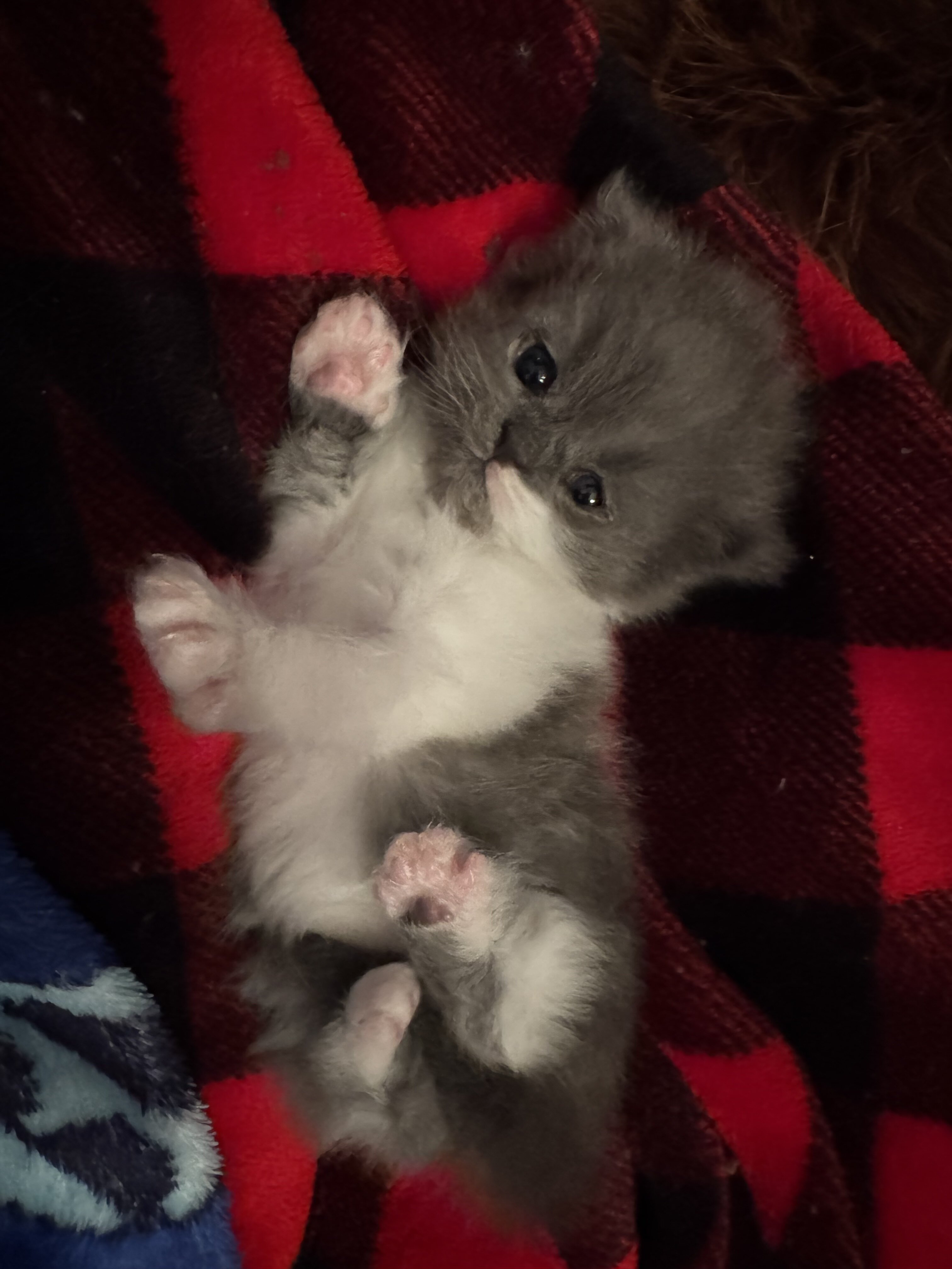 💙 BEAUTIFUL BLUE & WHITE PERSIAN KITTEN (ONLY 1) image 2