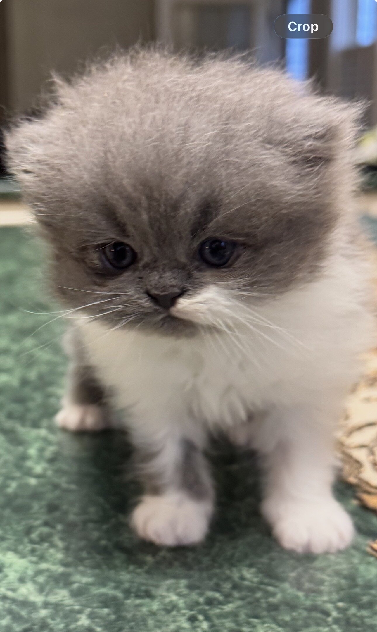 💙 BEAUTIFUL BLUE & WHITE PERSIAN KITTEN (ONLY 1) image 1