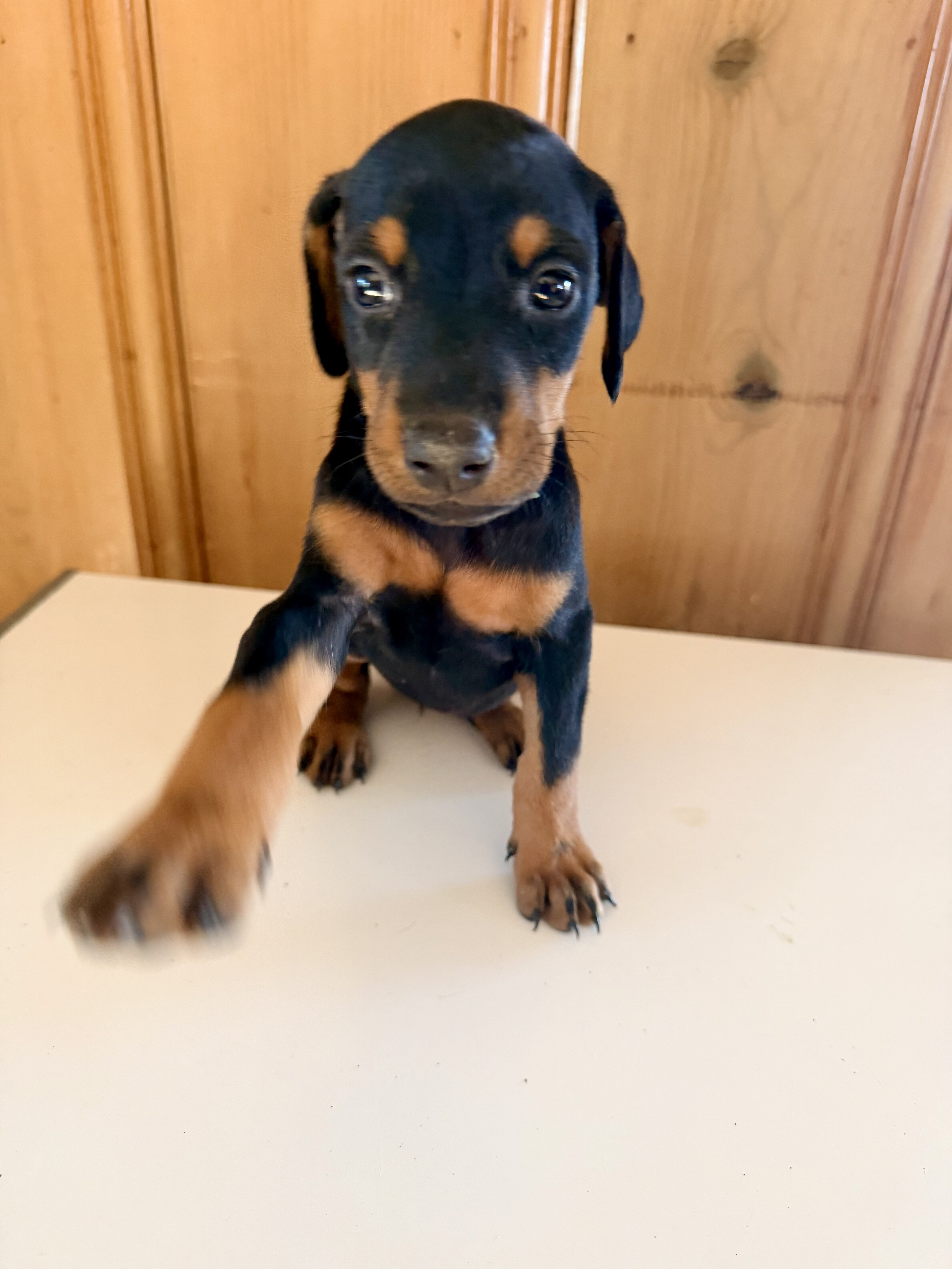 Doberman litter black and rust image 8