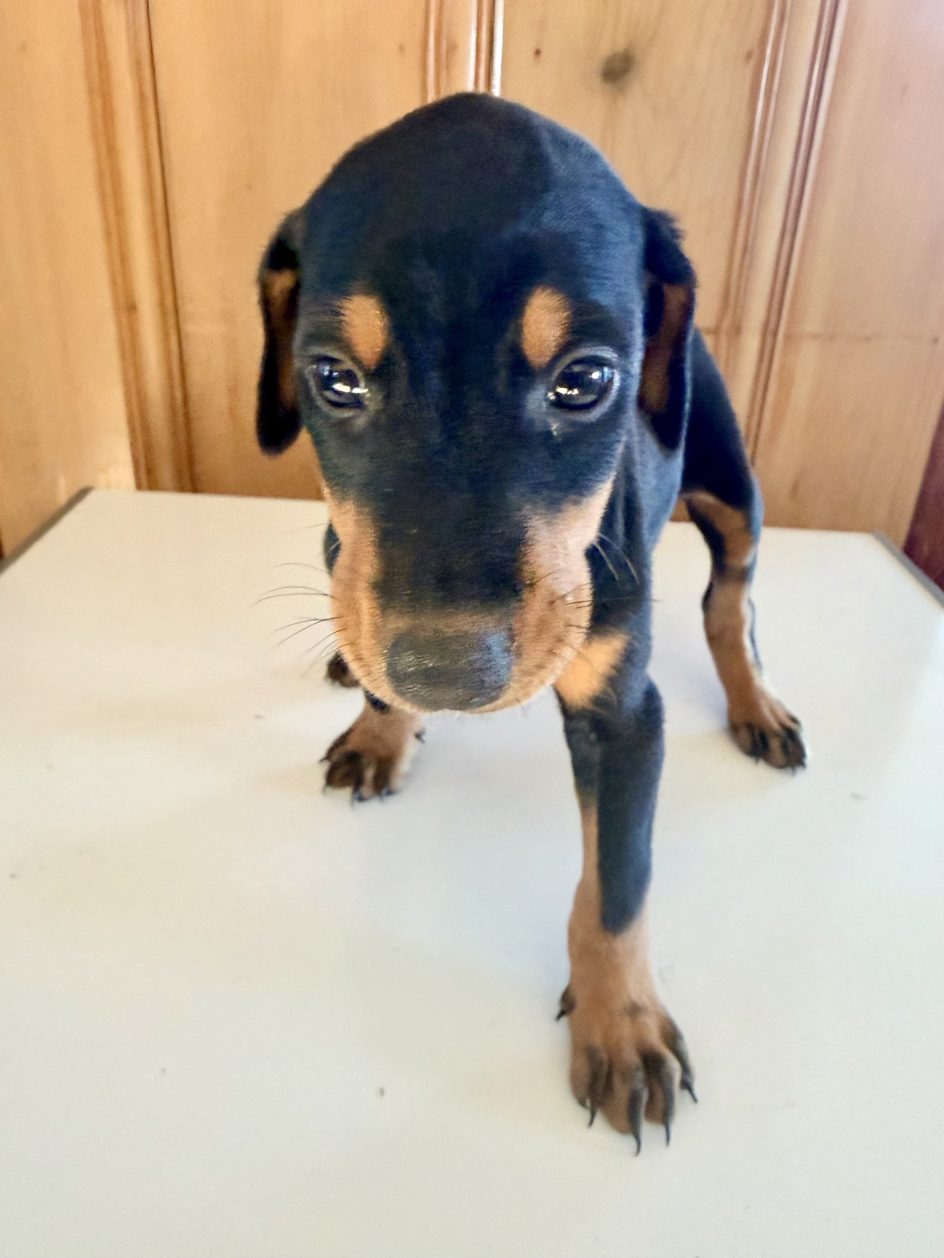 Doberman litter black and rust image 1