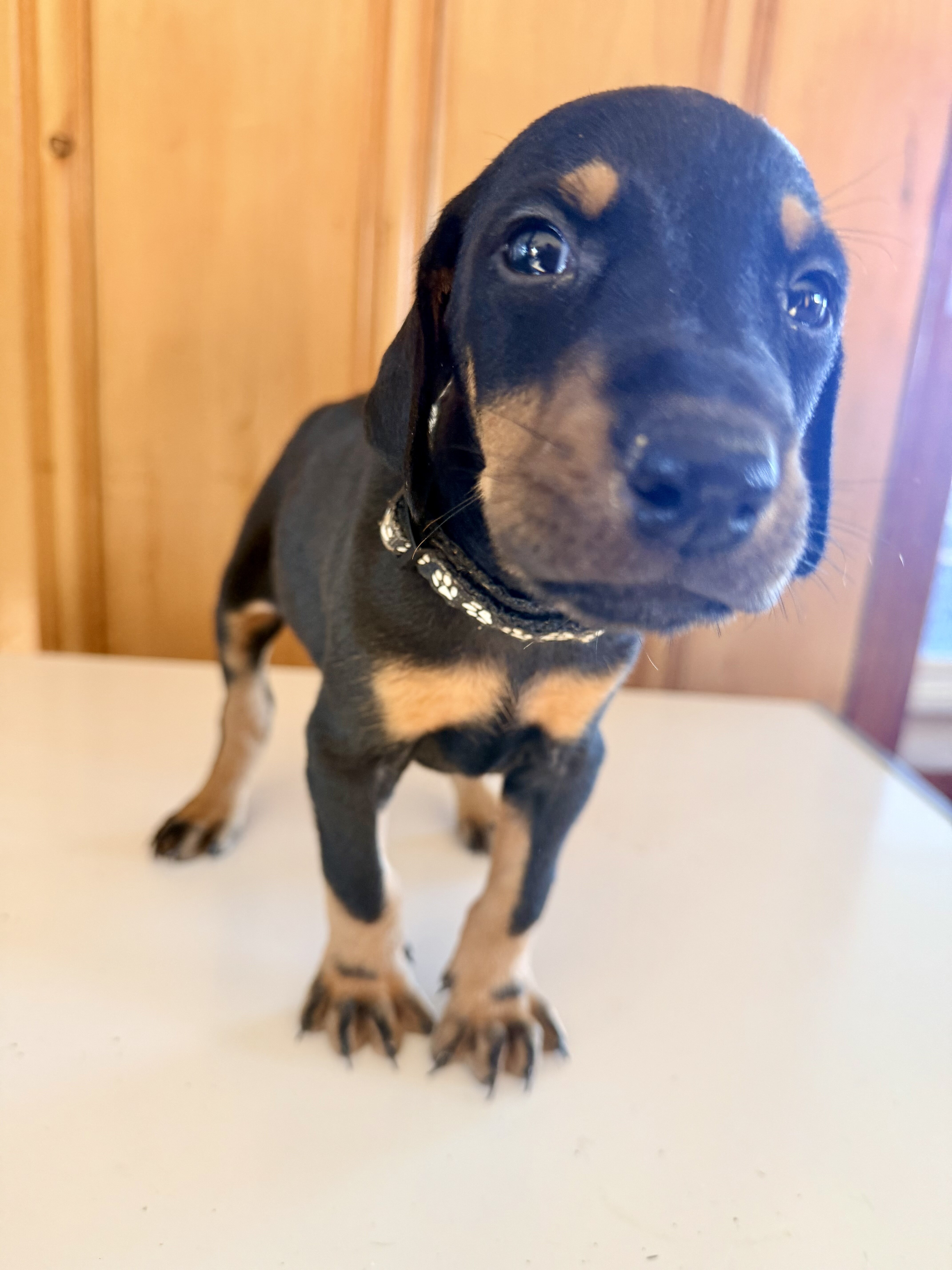 Doberman litter black and rust image 2