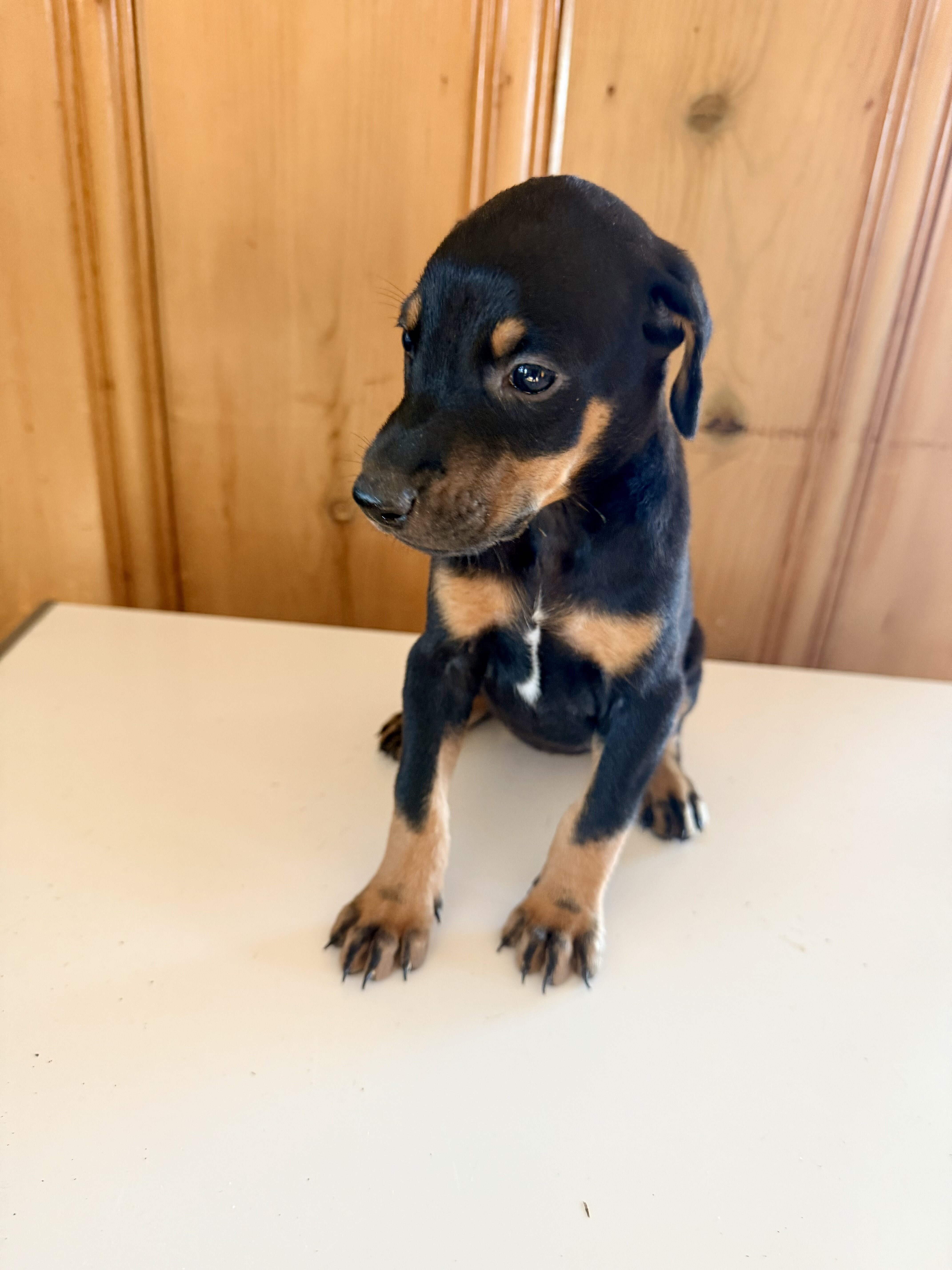 Doberman litter black and rust image 4
