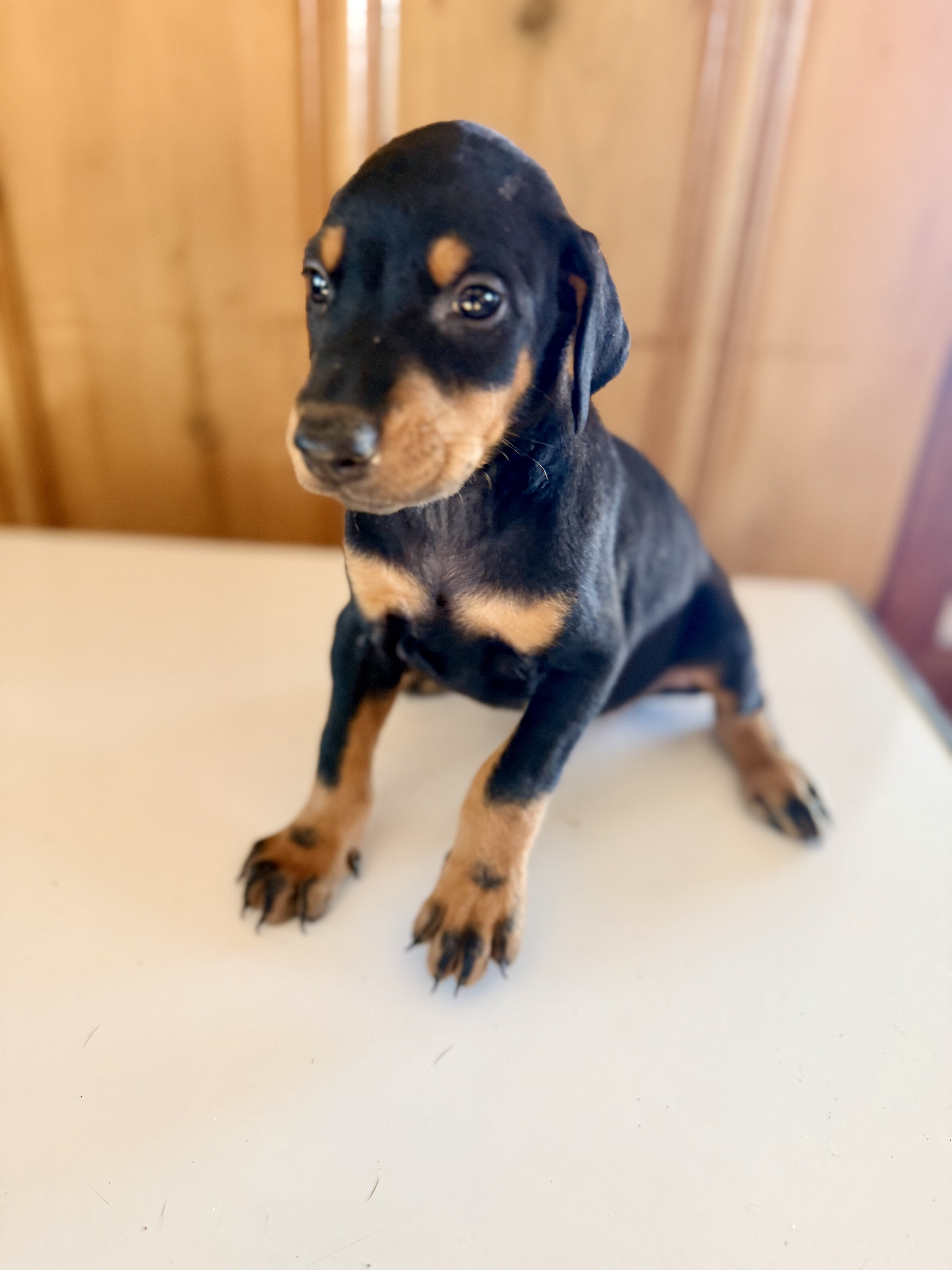 Doberman litter black and rust image 9
