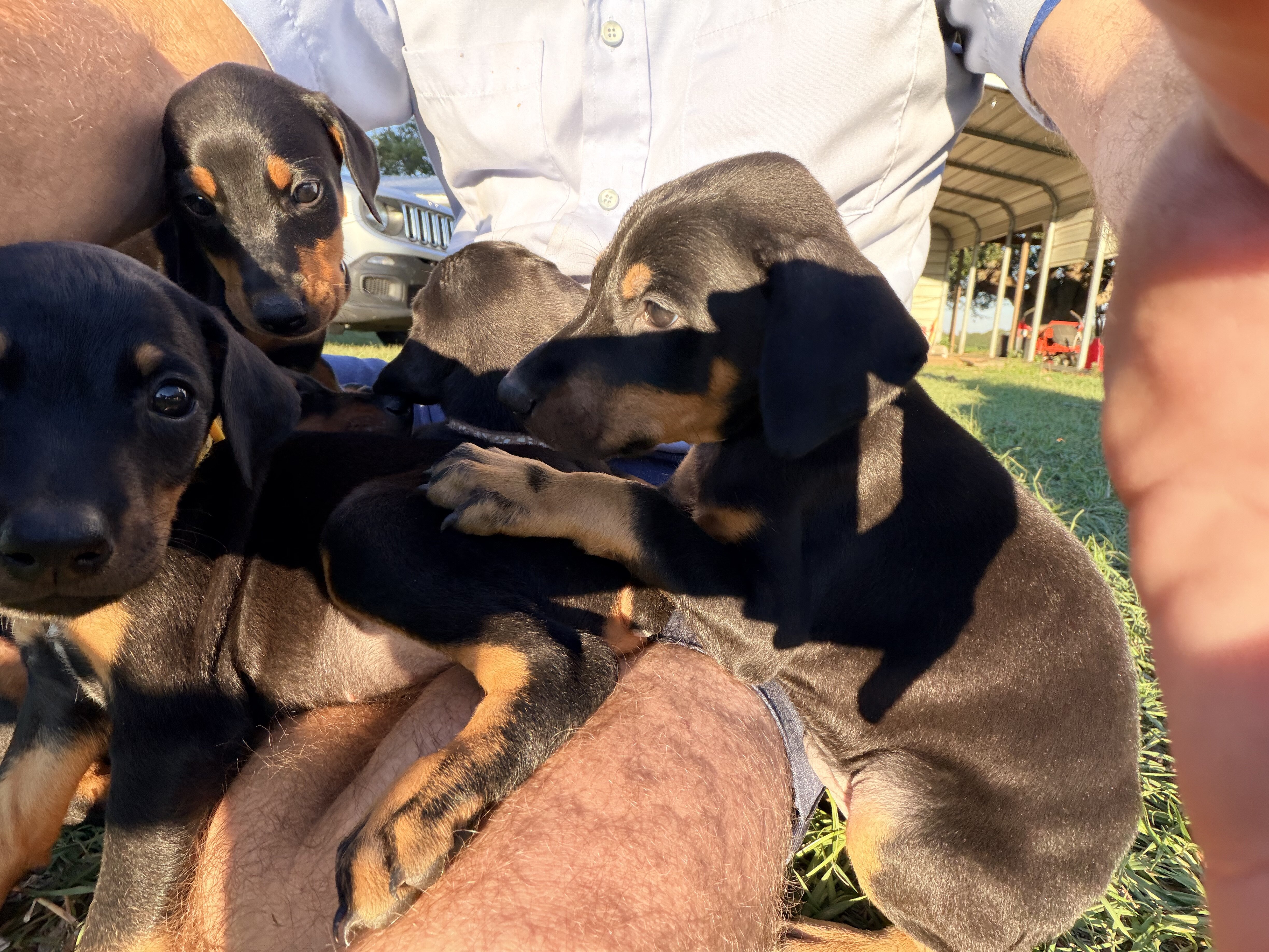 Doberman litter black and rust image 10