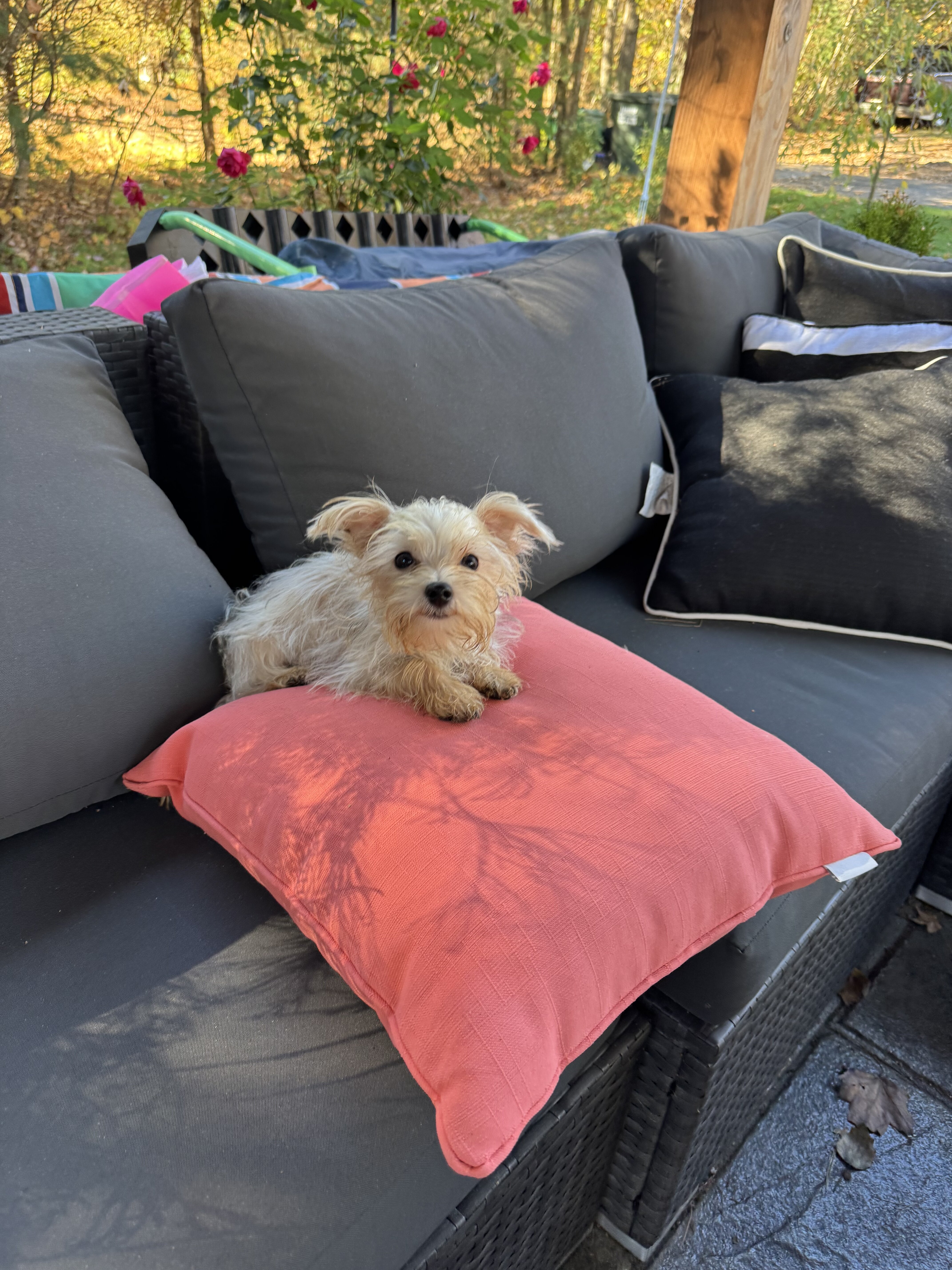 Tiny morkie 3 lb image 1
