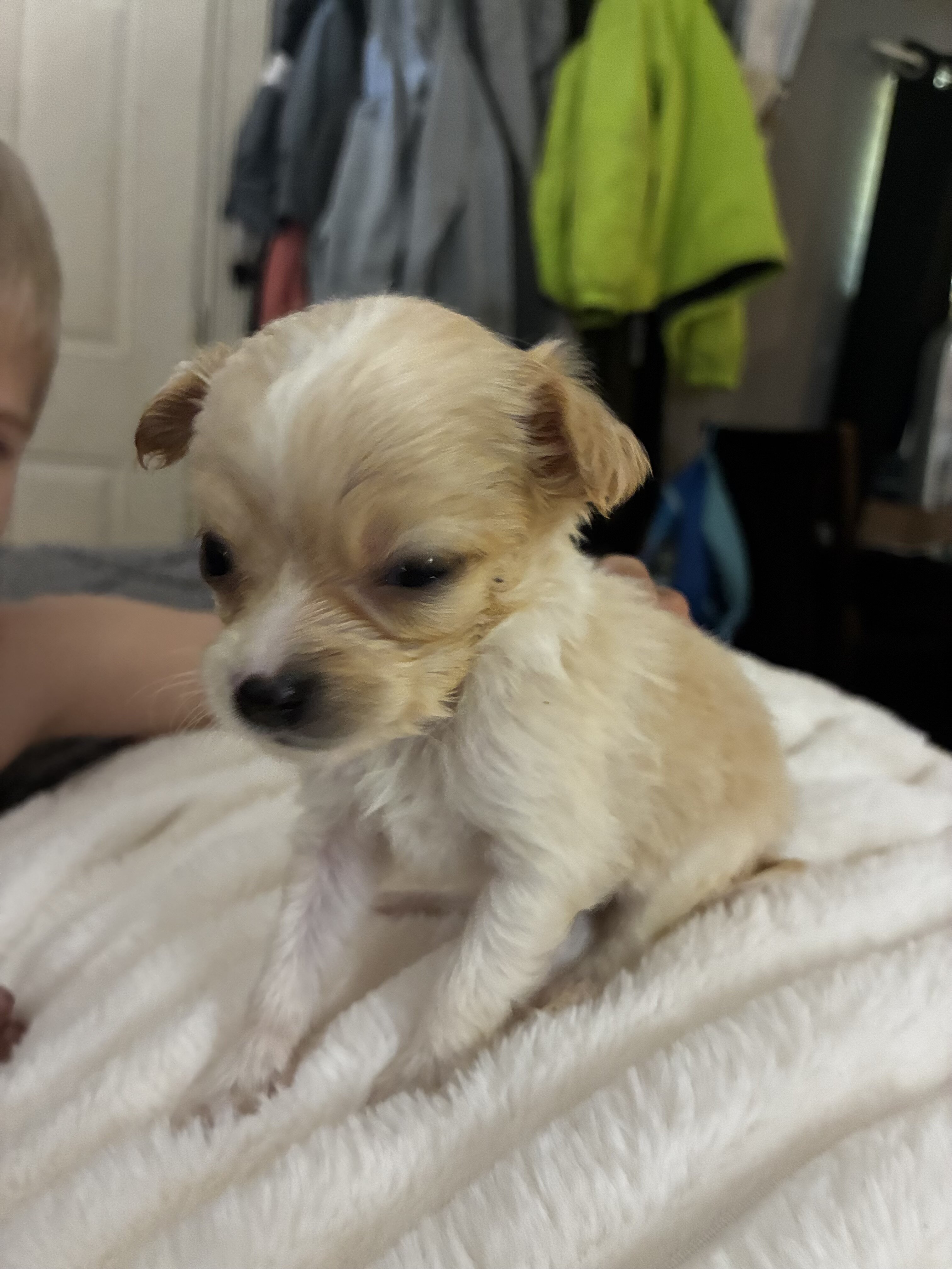 Female Chihuahua image 2
