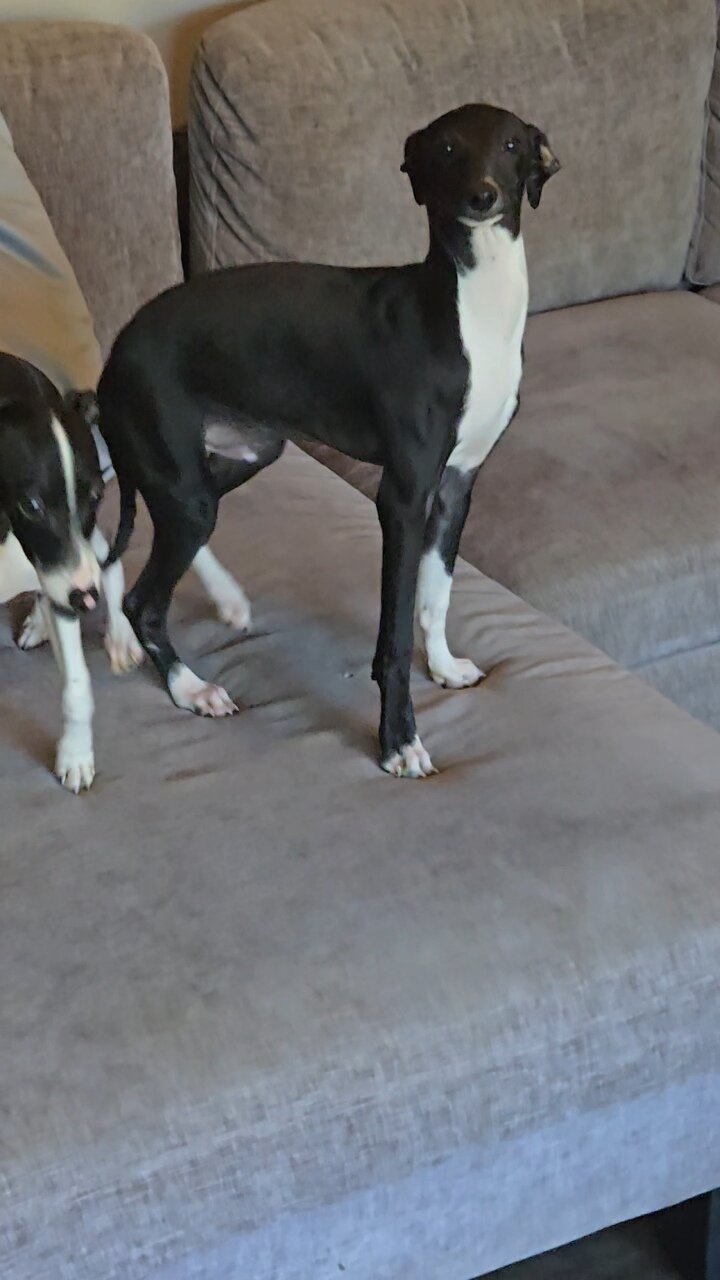 Italian Greyhound image 5