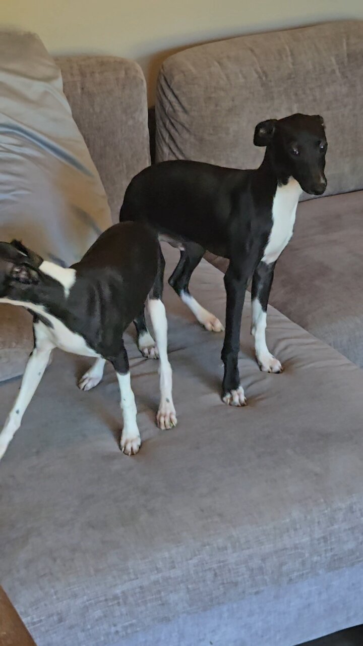 Italian Greyhound image 4