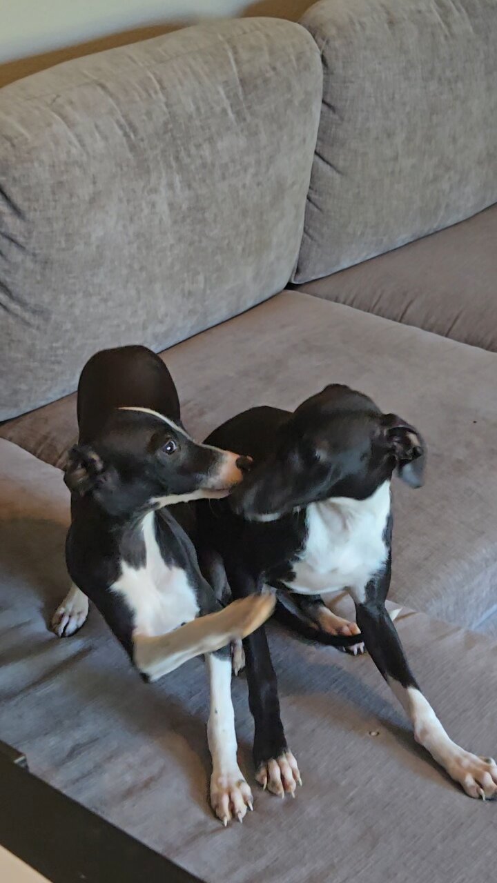 Italian Greyhound image 6