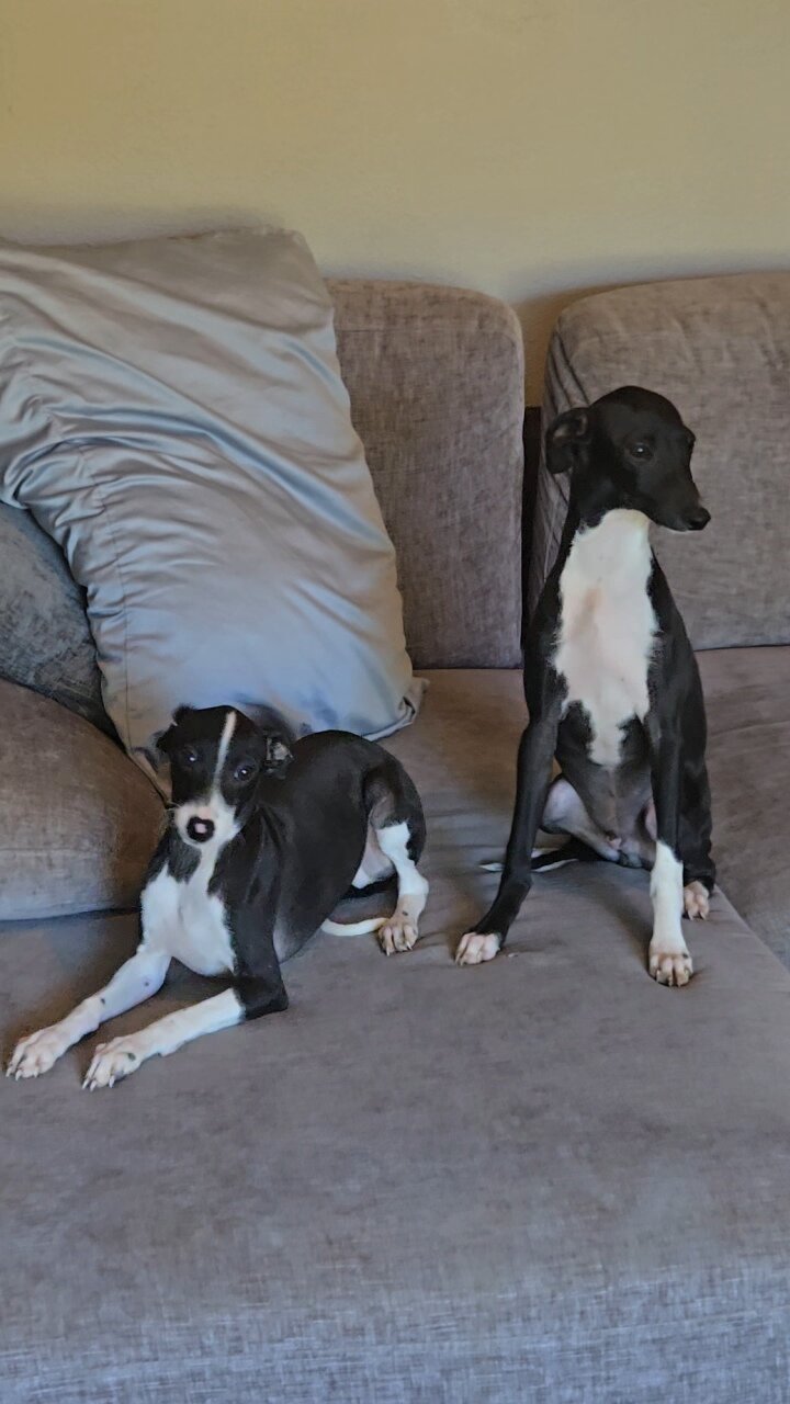 Italian Greyhound image 7
