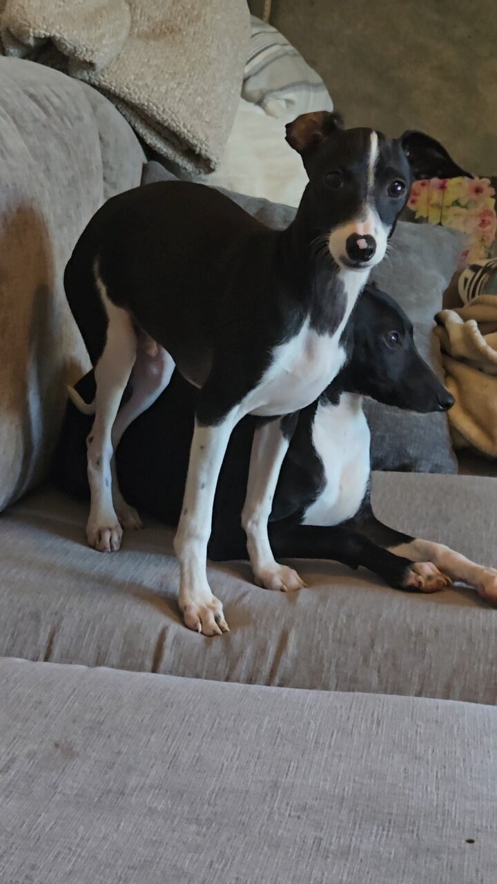 Italian Greyhound image 2