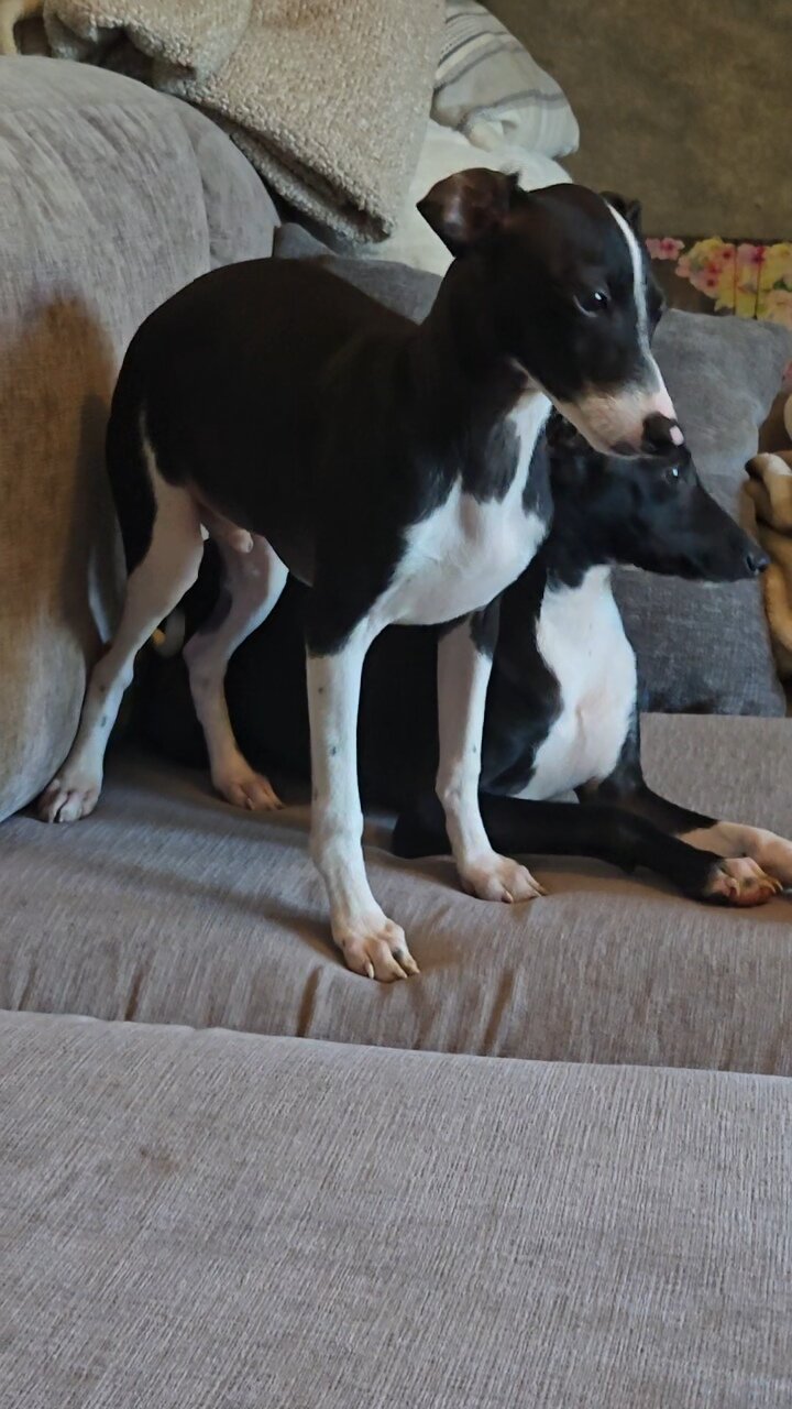 Italian Greyhound image 3