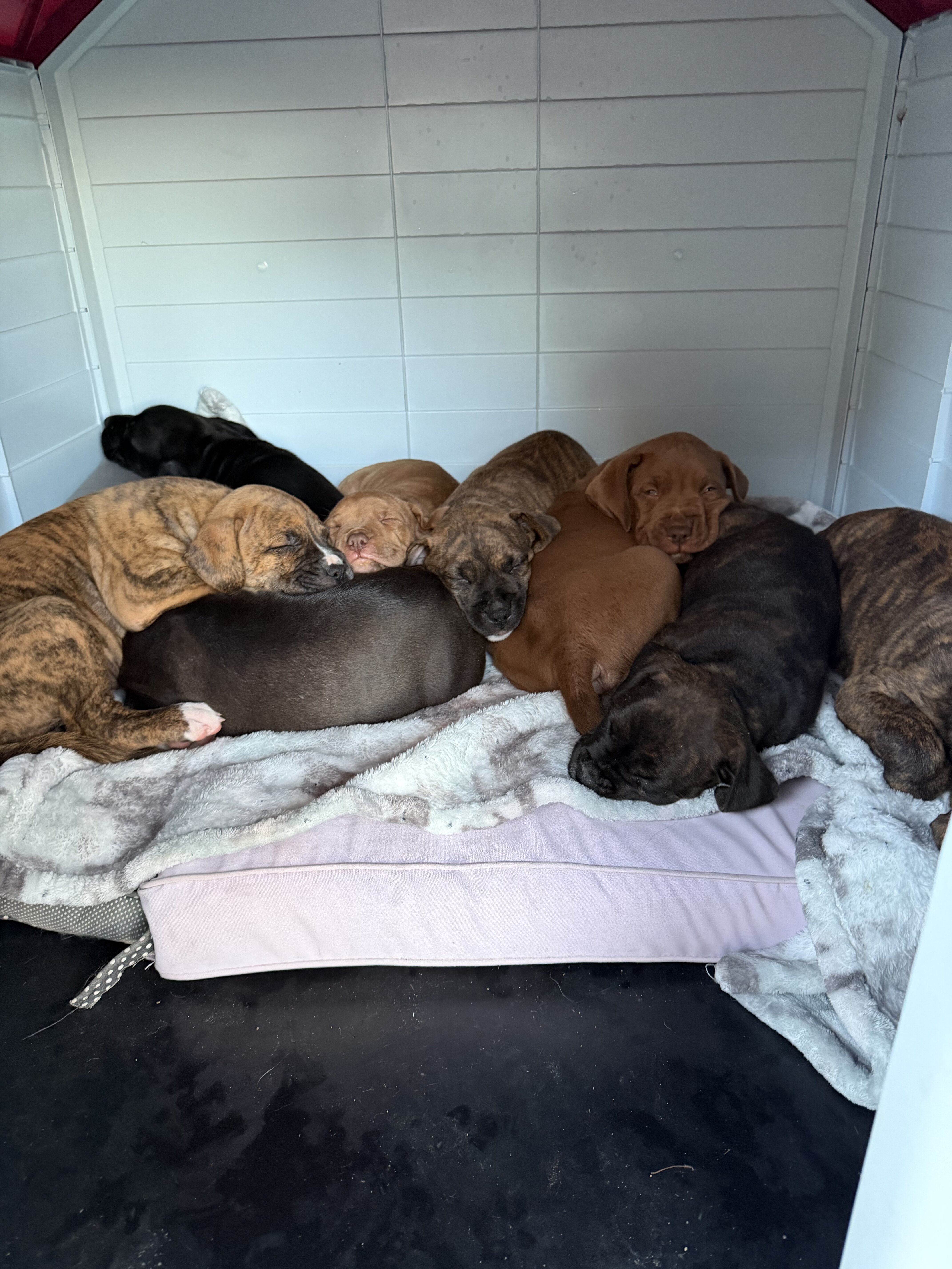Box bully (pitbull mother boxer father) image 8