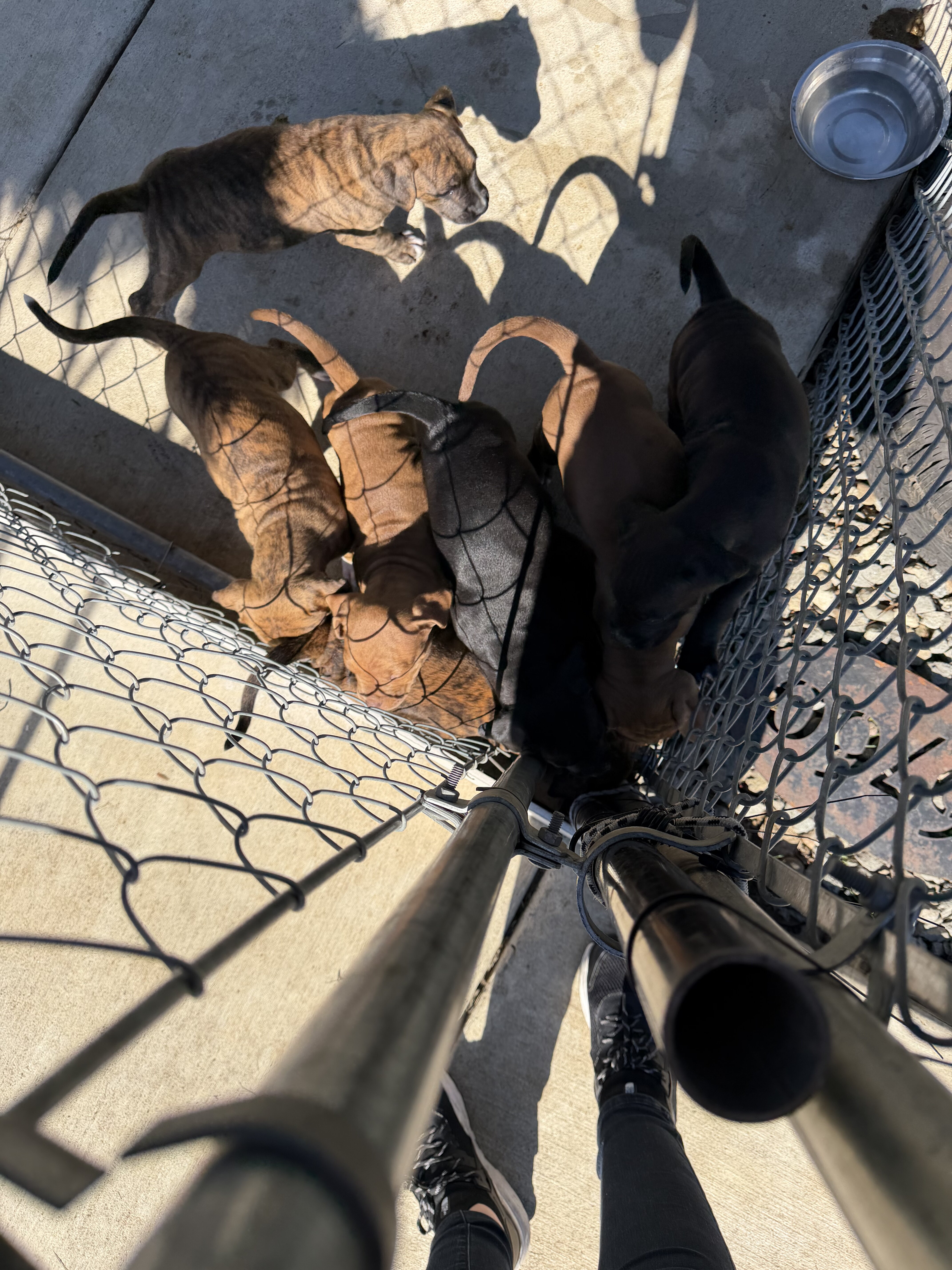 Box bully (pitbull mother boxer father) image 9