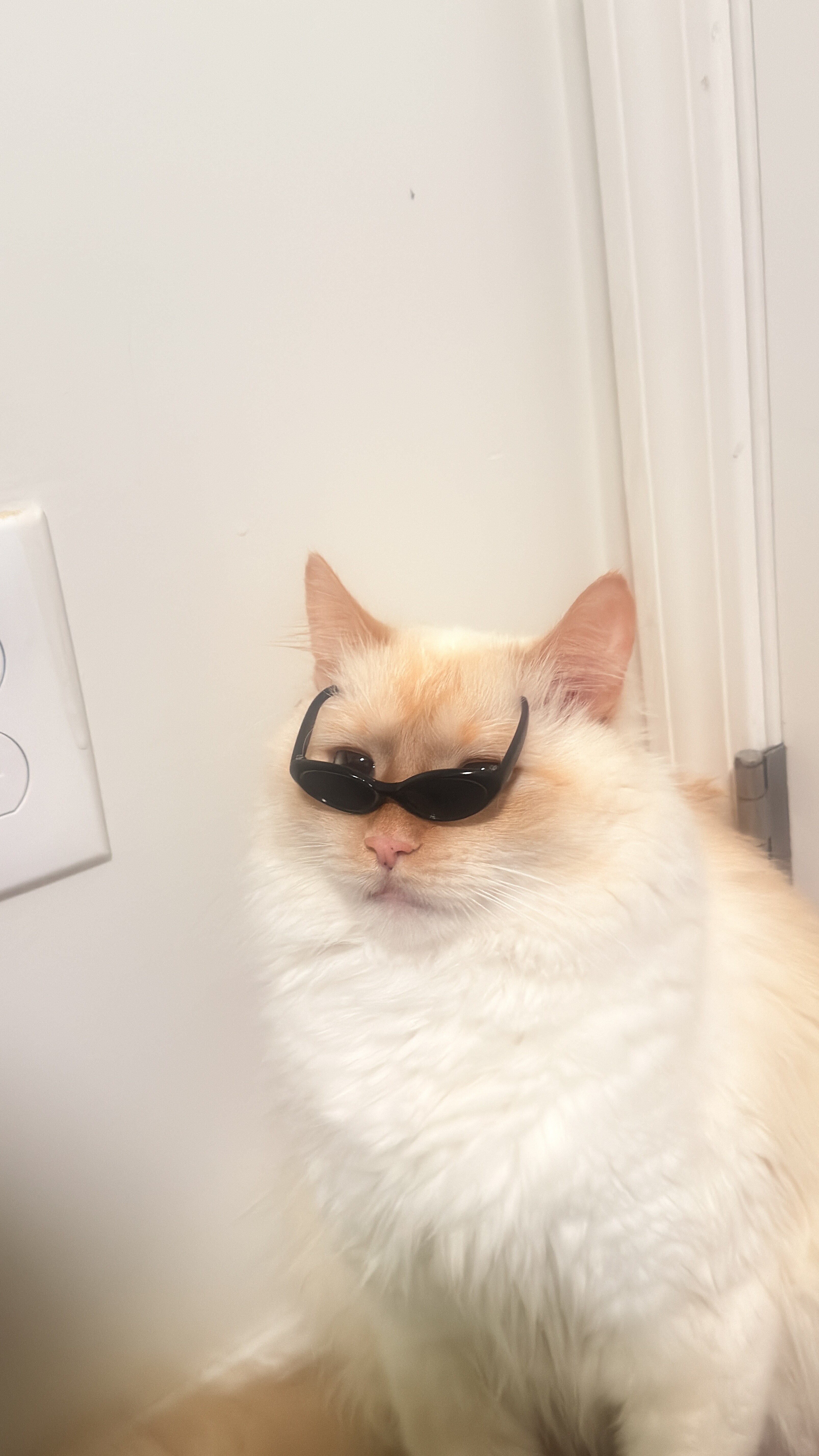 Flame point Ragdoll image 6