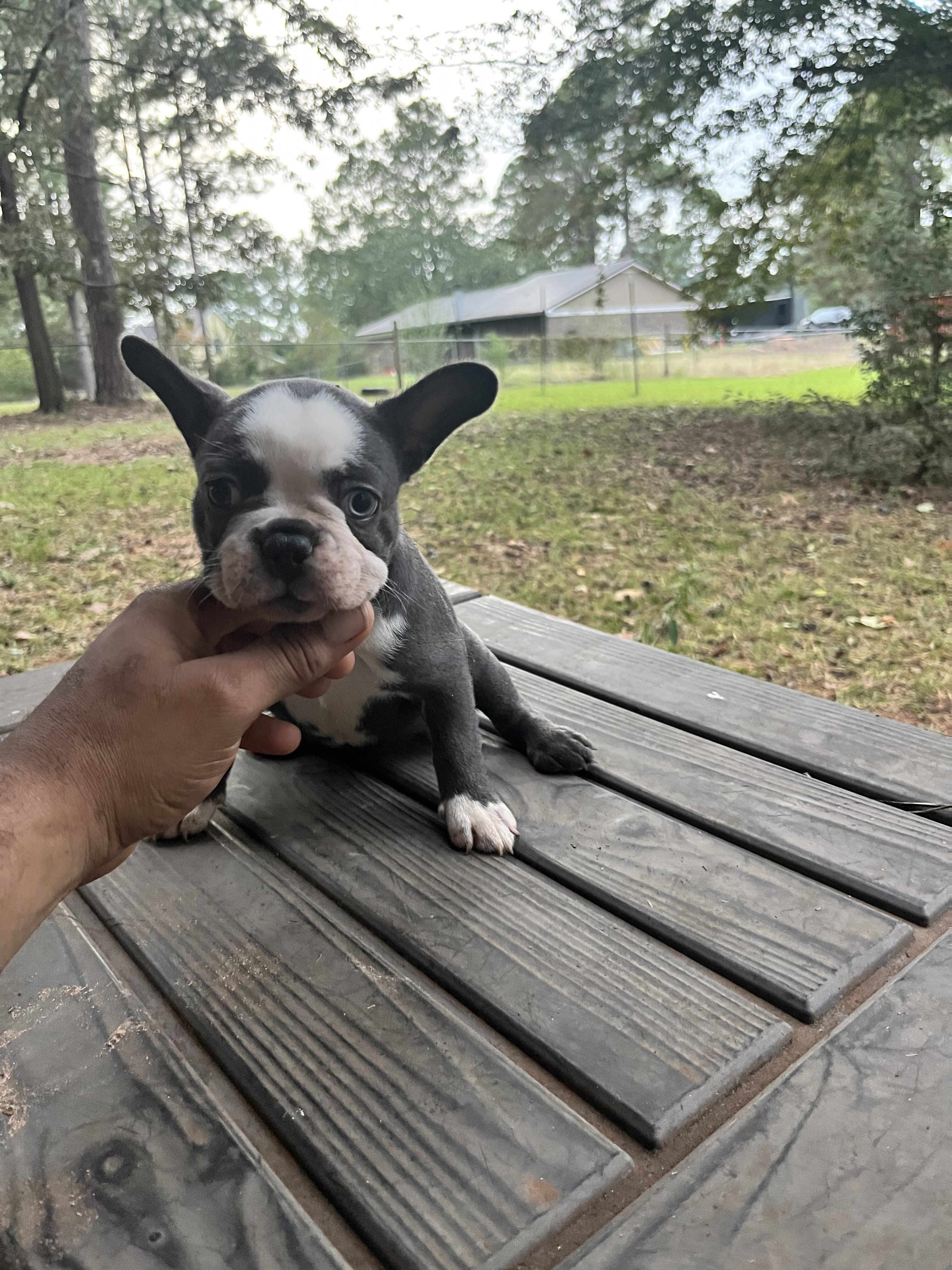 French Bulldog Puppies image 4