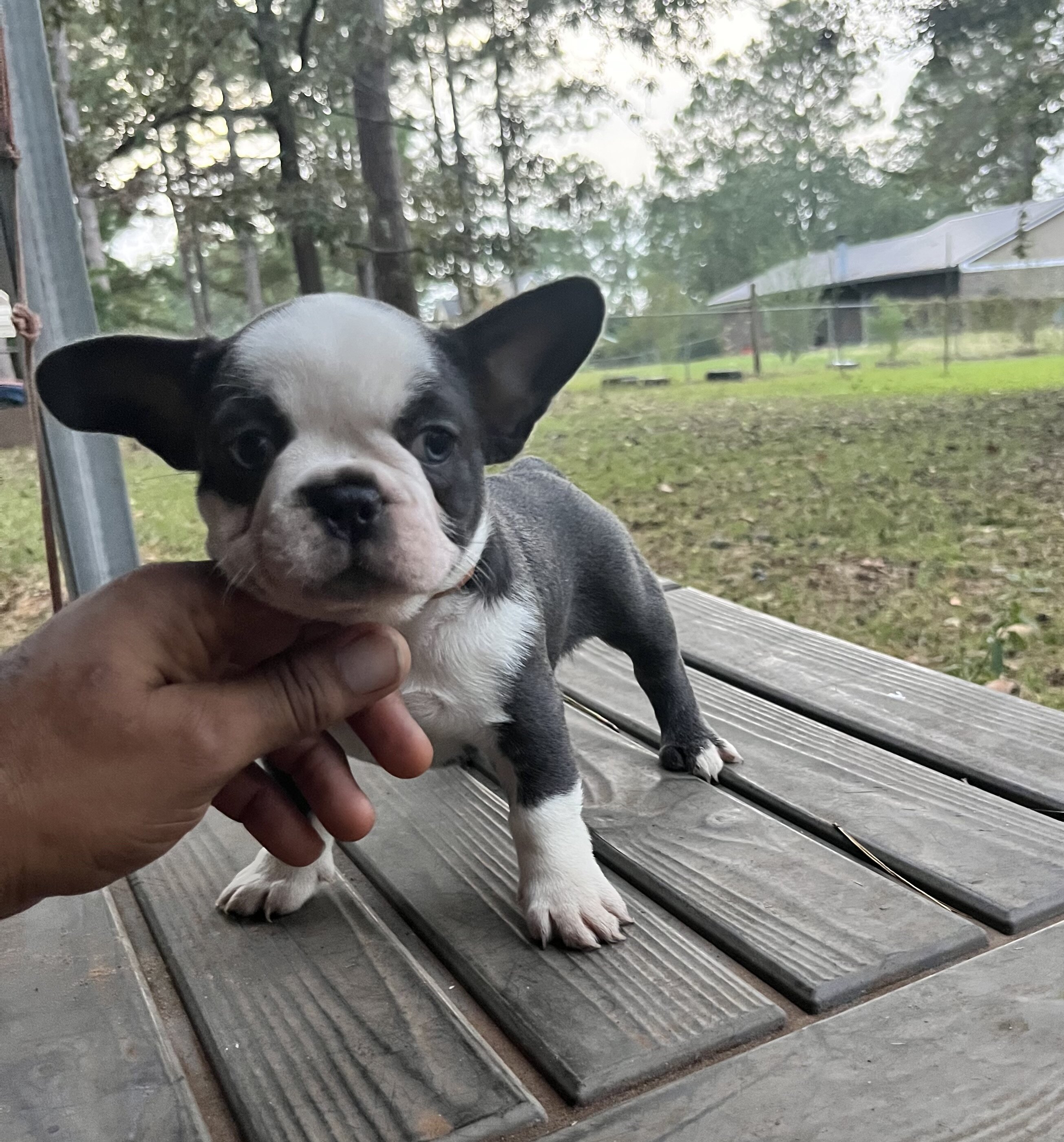 French Bulldog Puppies image 5