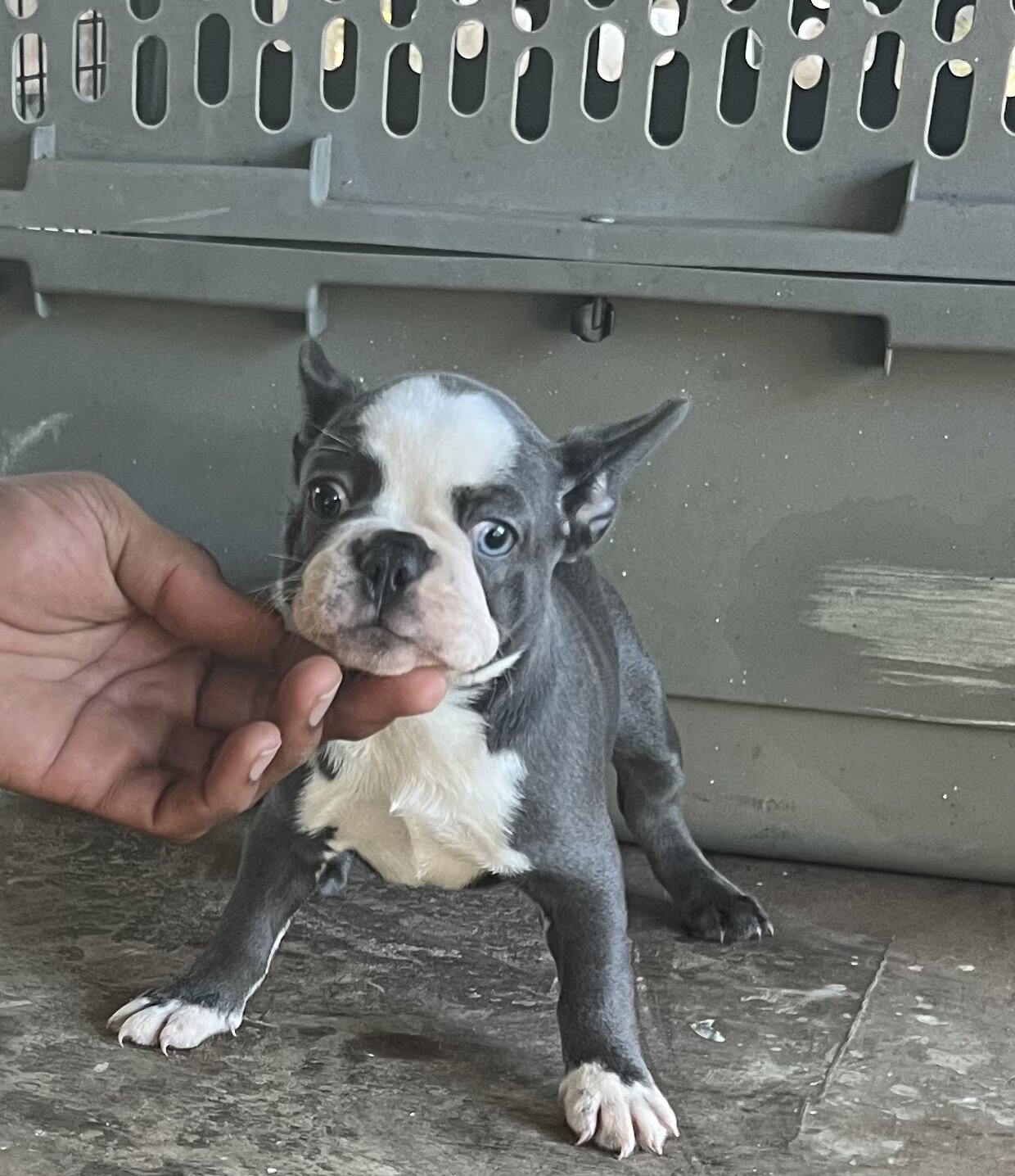French Bulldog Puppies image 3