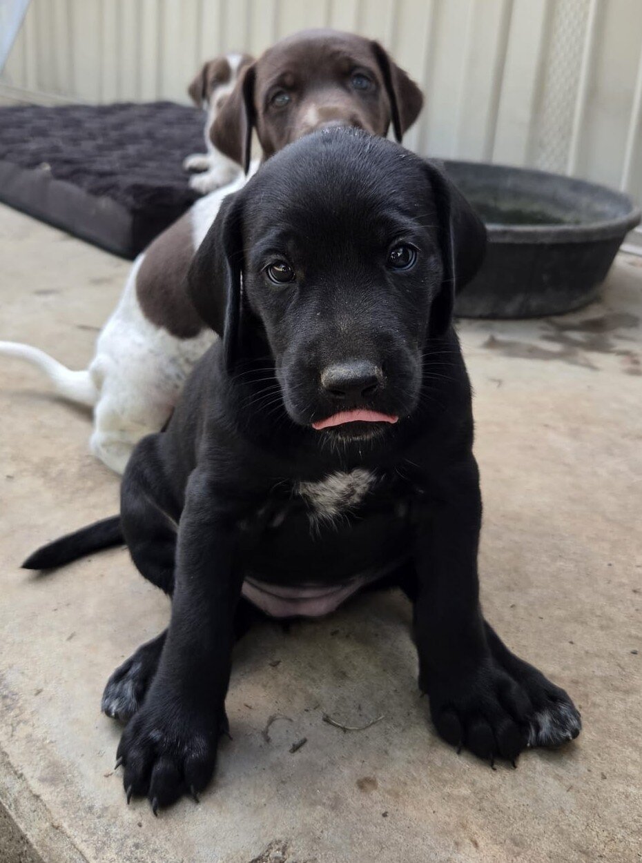 Labrador x German Shorthaired pointer mix image 7