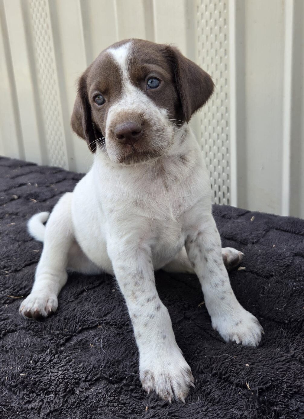 Labrador x German Shorthaired pointer mix image 8