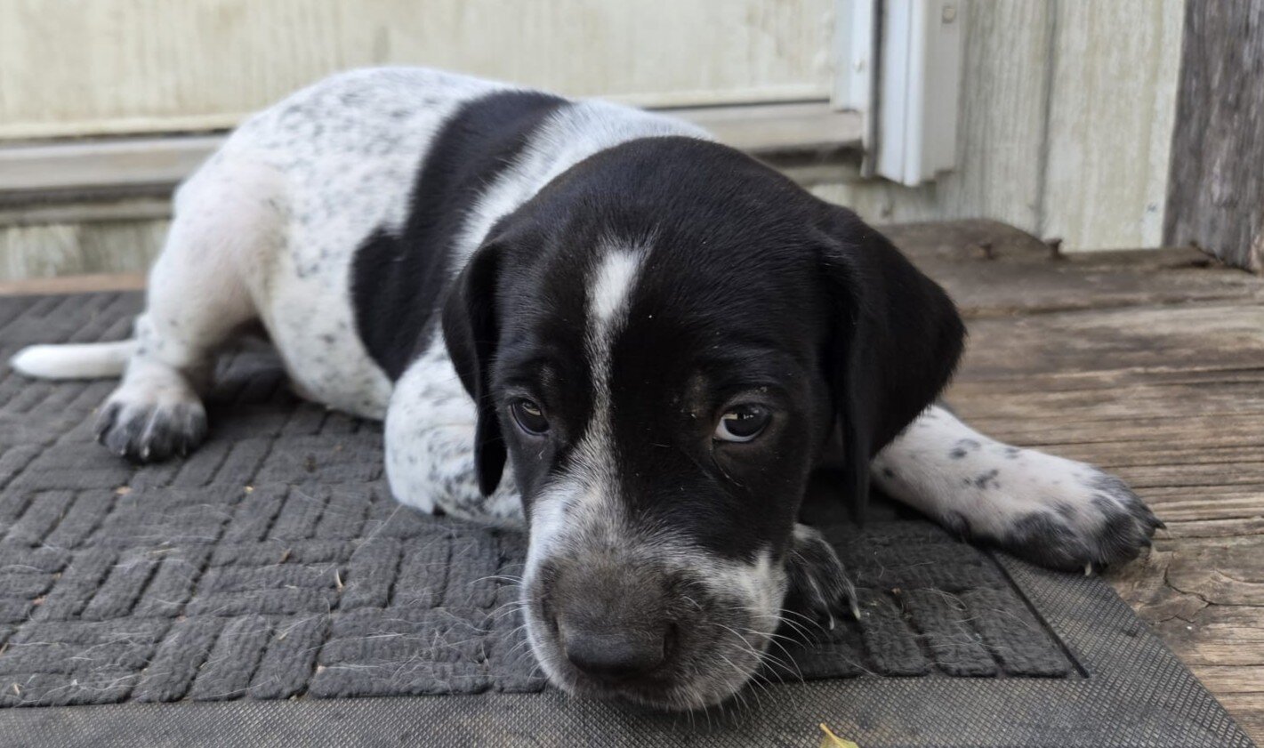Labrador x German Shorthaired pointer mix image 9
