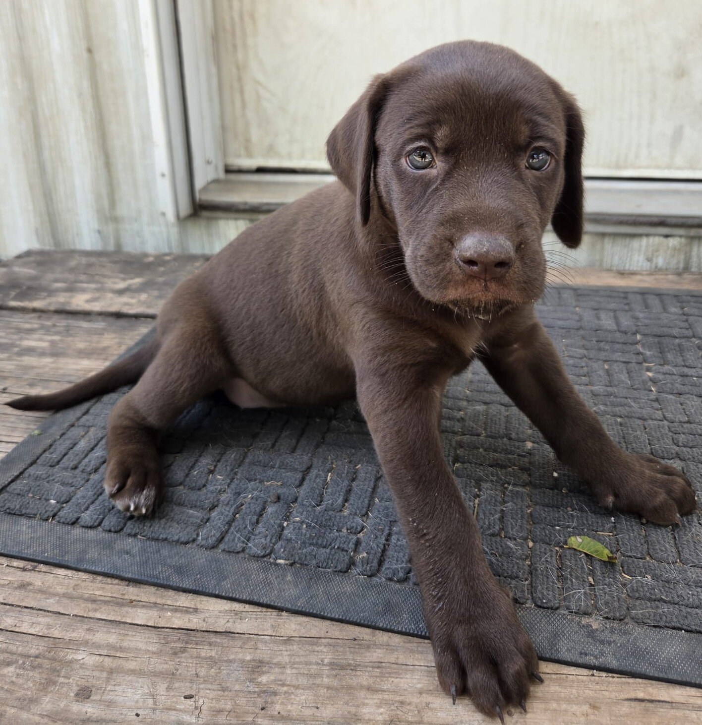 Labrador x German Shorthaired pointer mix image 4