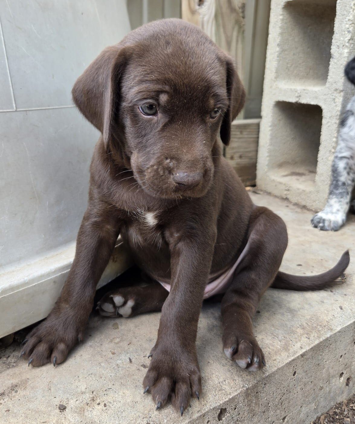 Labrador x German Shorthaired pointer mix image 5