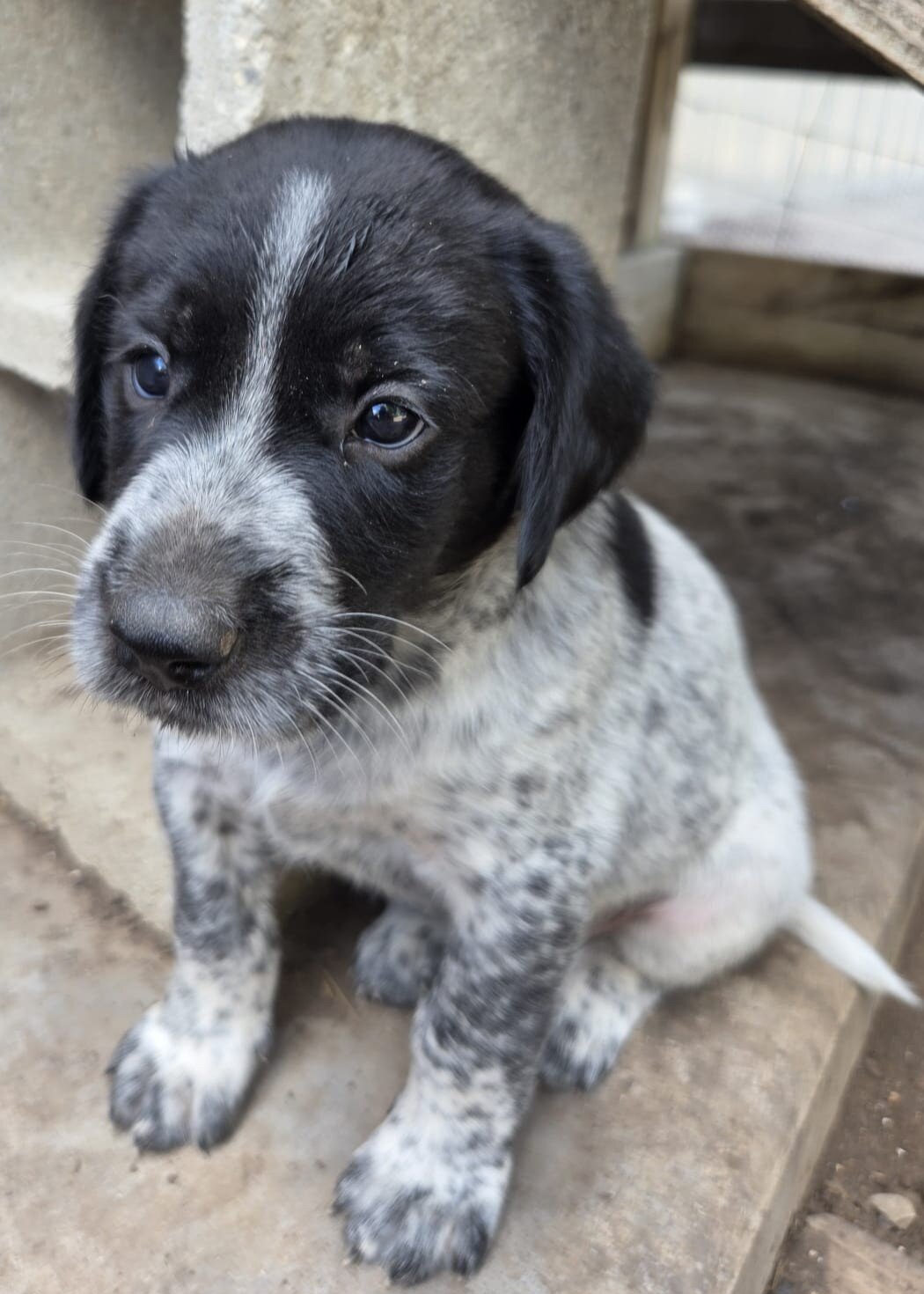 Labrador x German Shorthaired pointer mix image 6