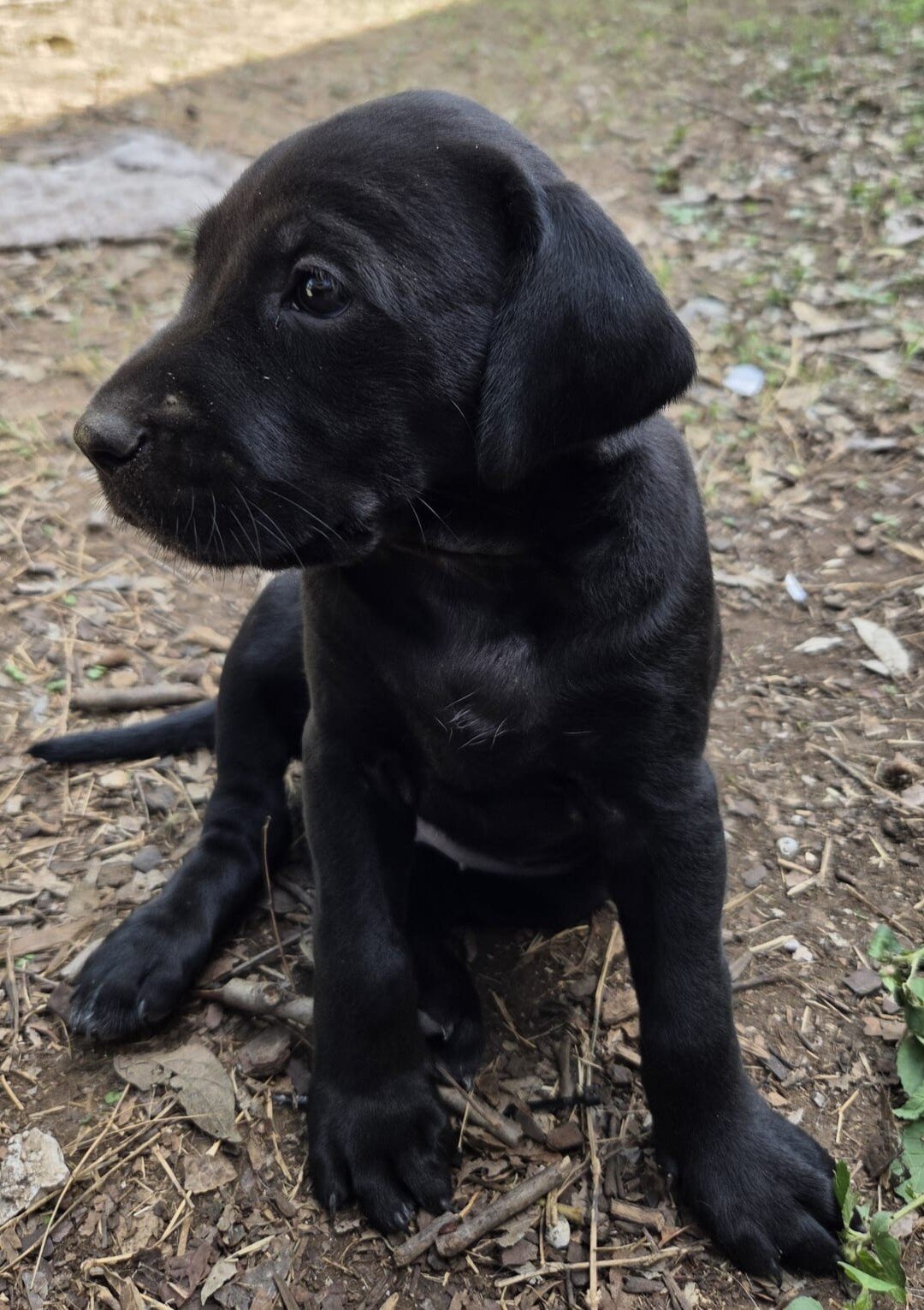 Labrador x German Shorthaired pointer mix image 2