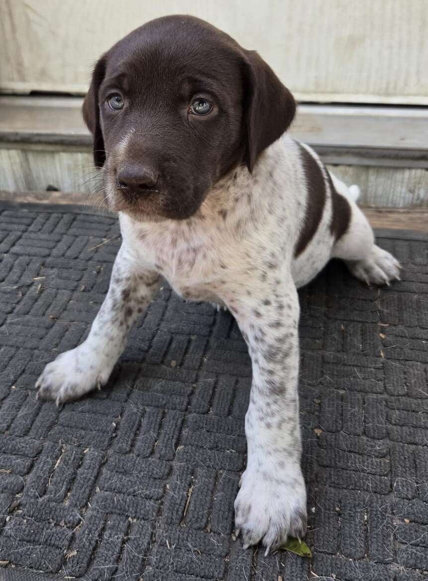 Labrador x German Shorthaired pointer mix image 3