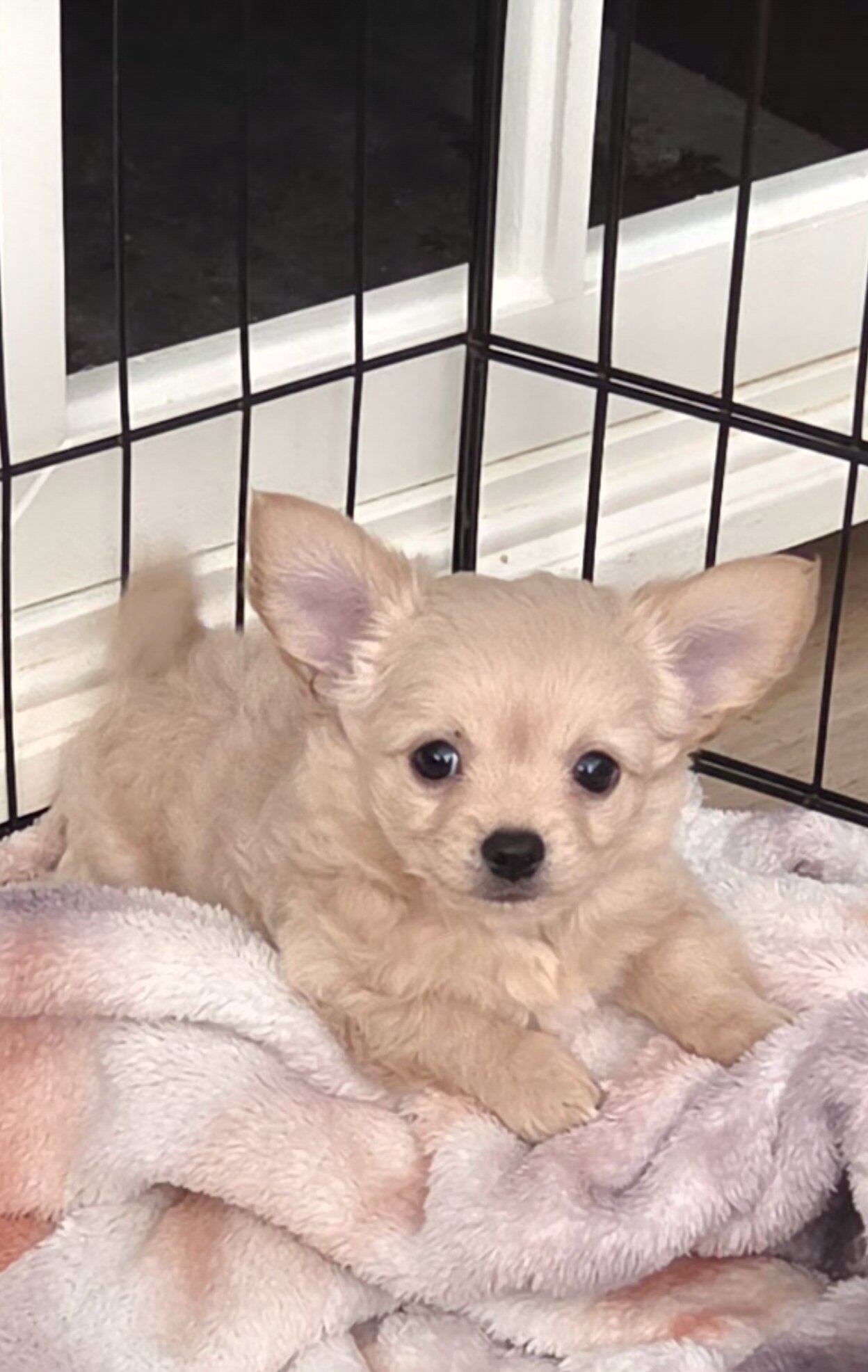 Long hair teecup chihuahua puppies image 8
