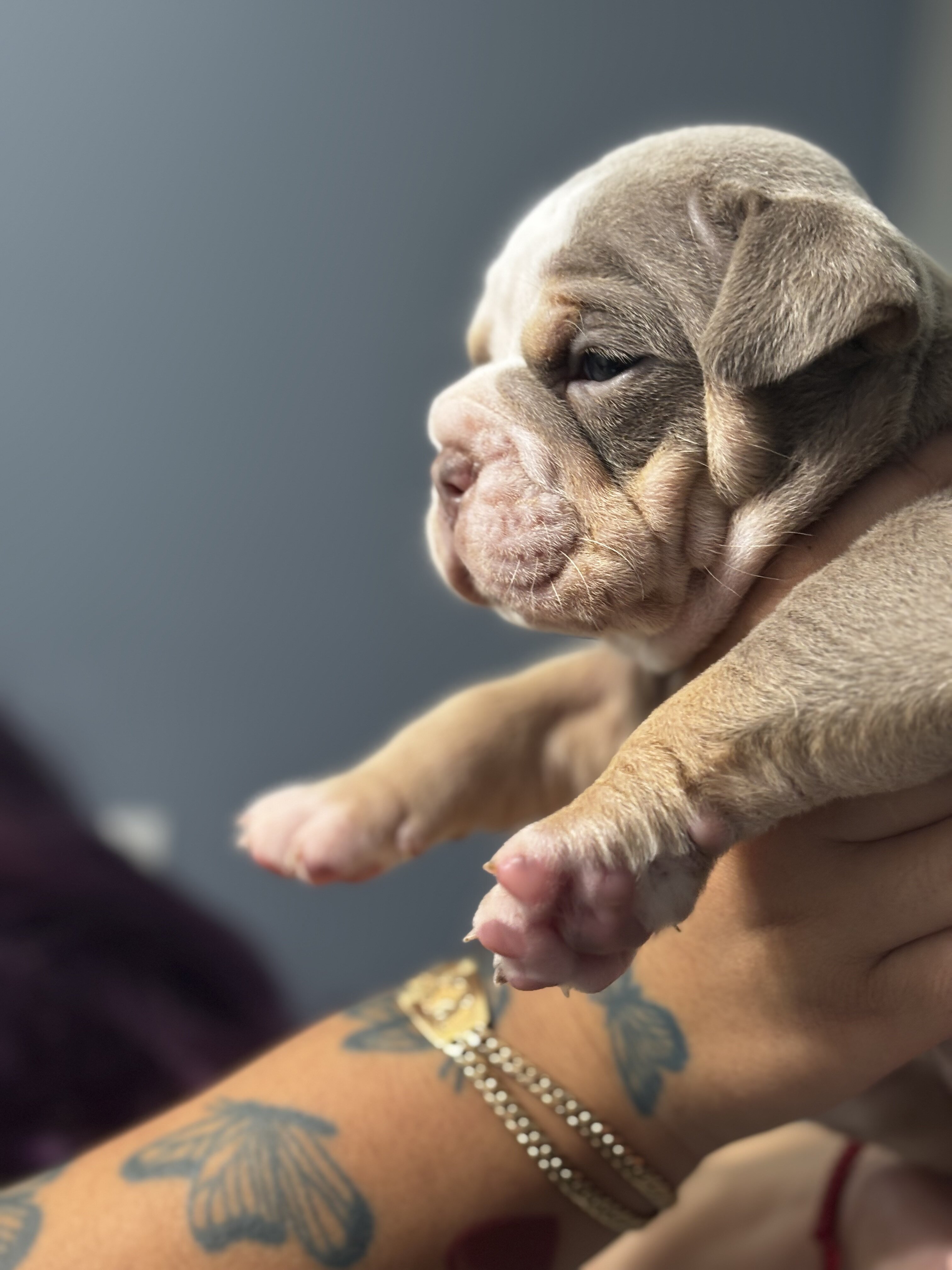 Olde English bulldogge puppies image 3