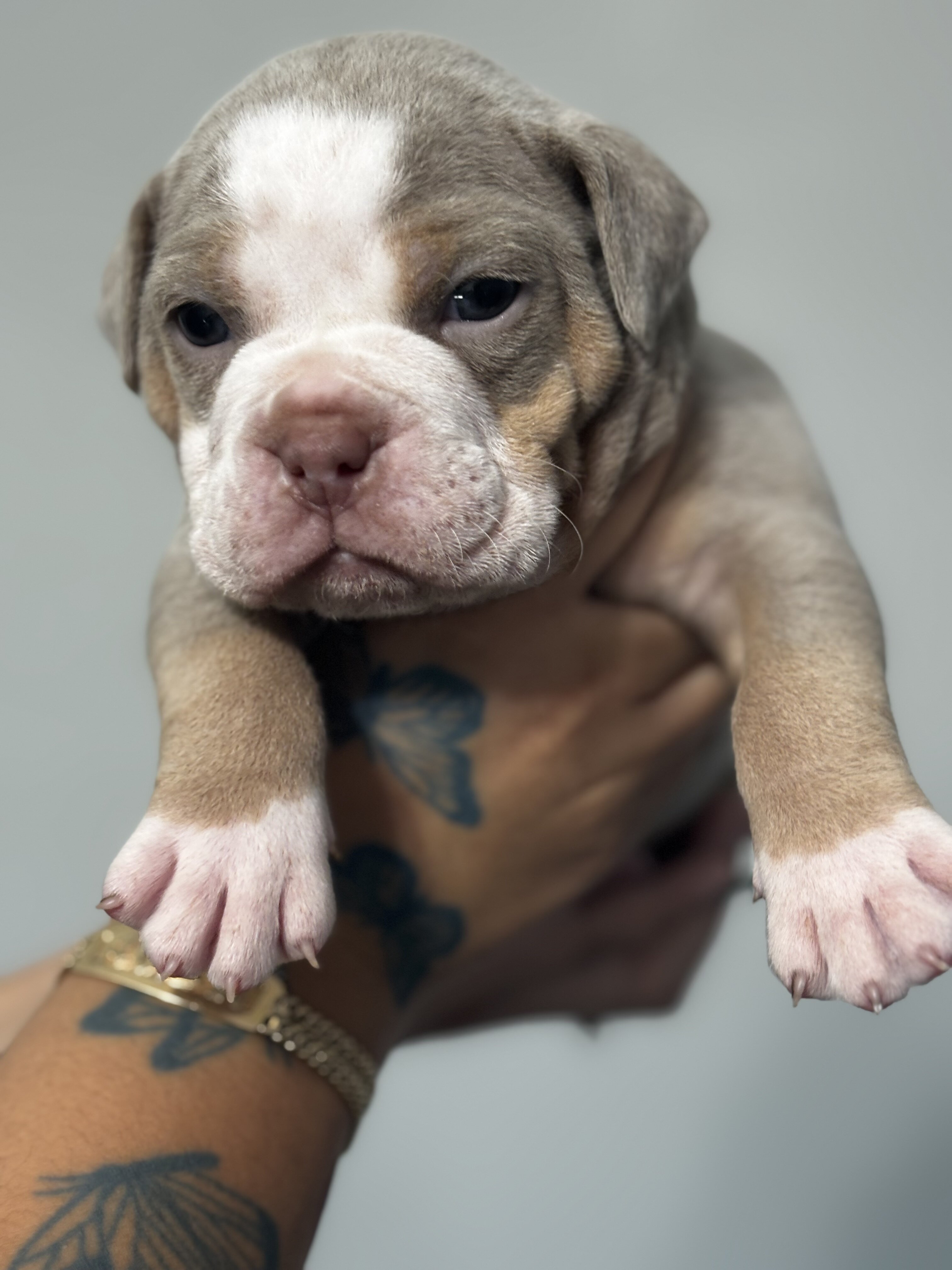 Olde English bulldogge puppies image 6