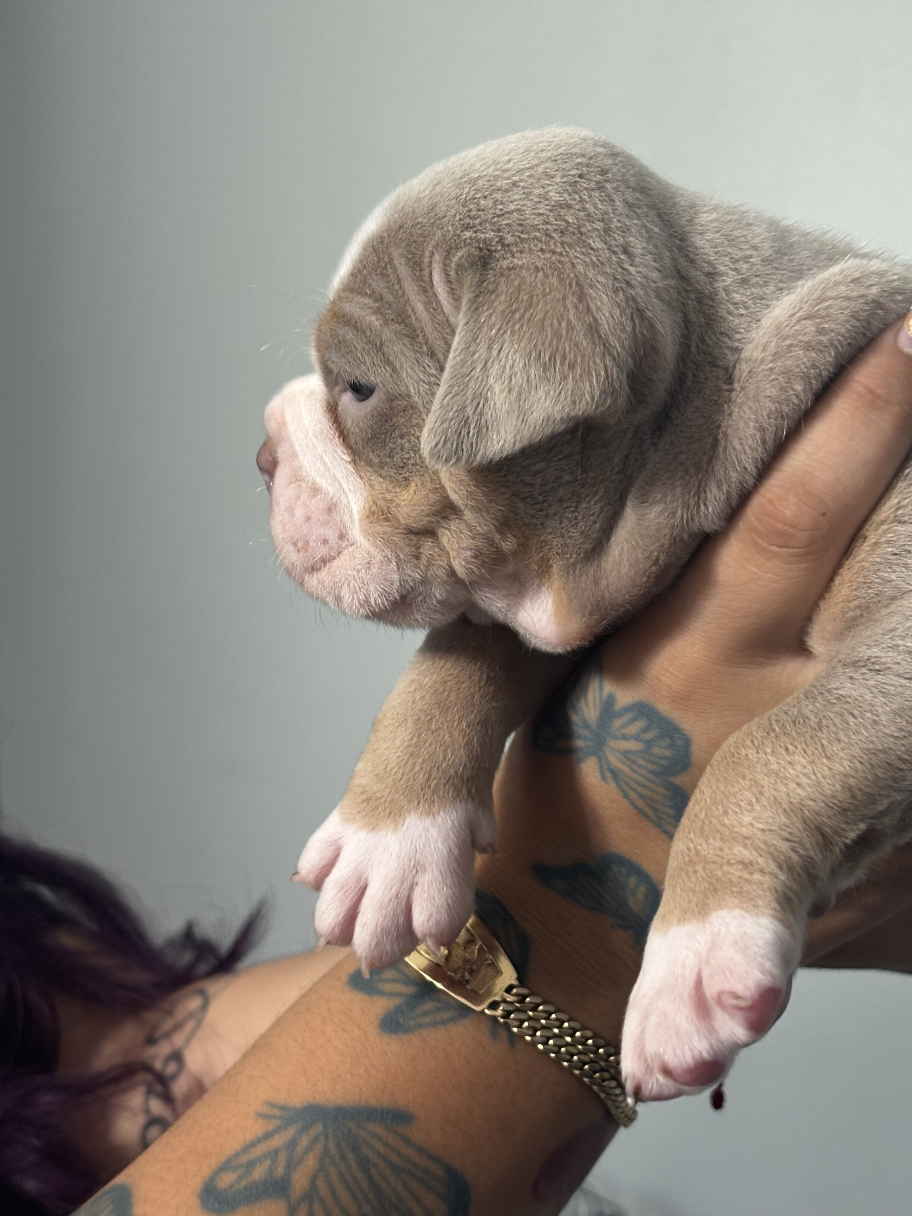 Olde English bulldogge puppies image 4