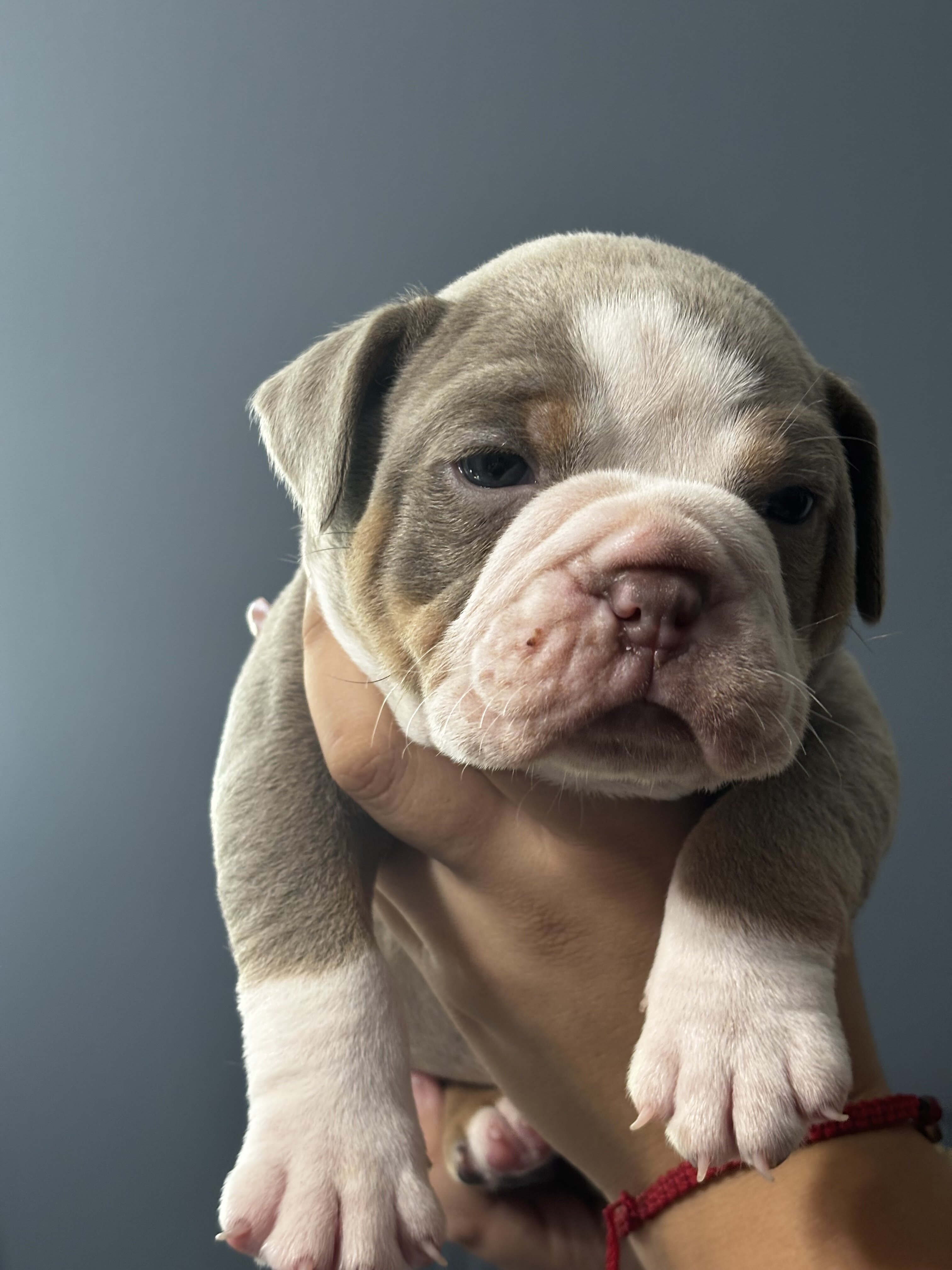 Olde English bulldogge puppies image 7