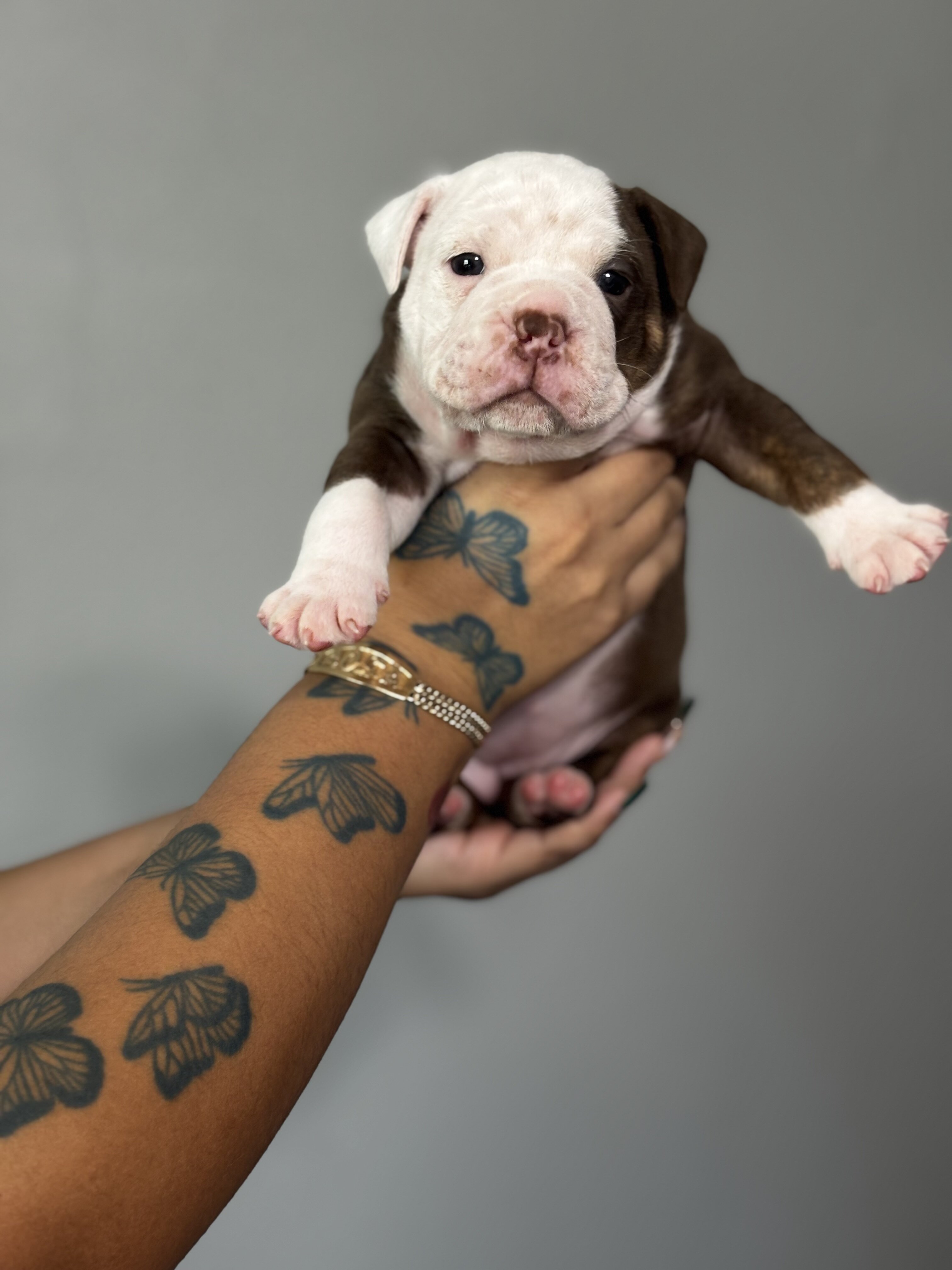 Olde English bulldogge puppies image 8